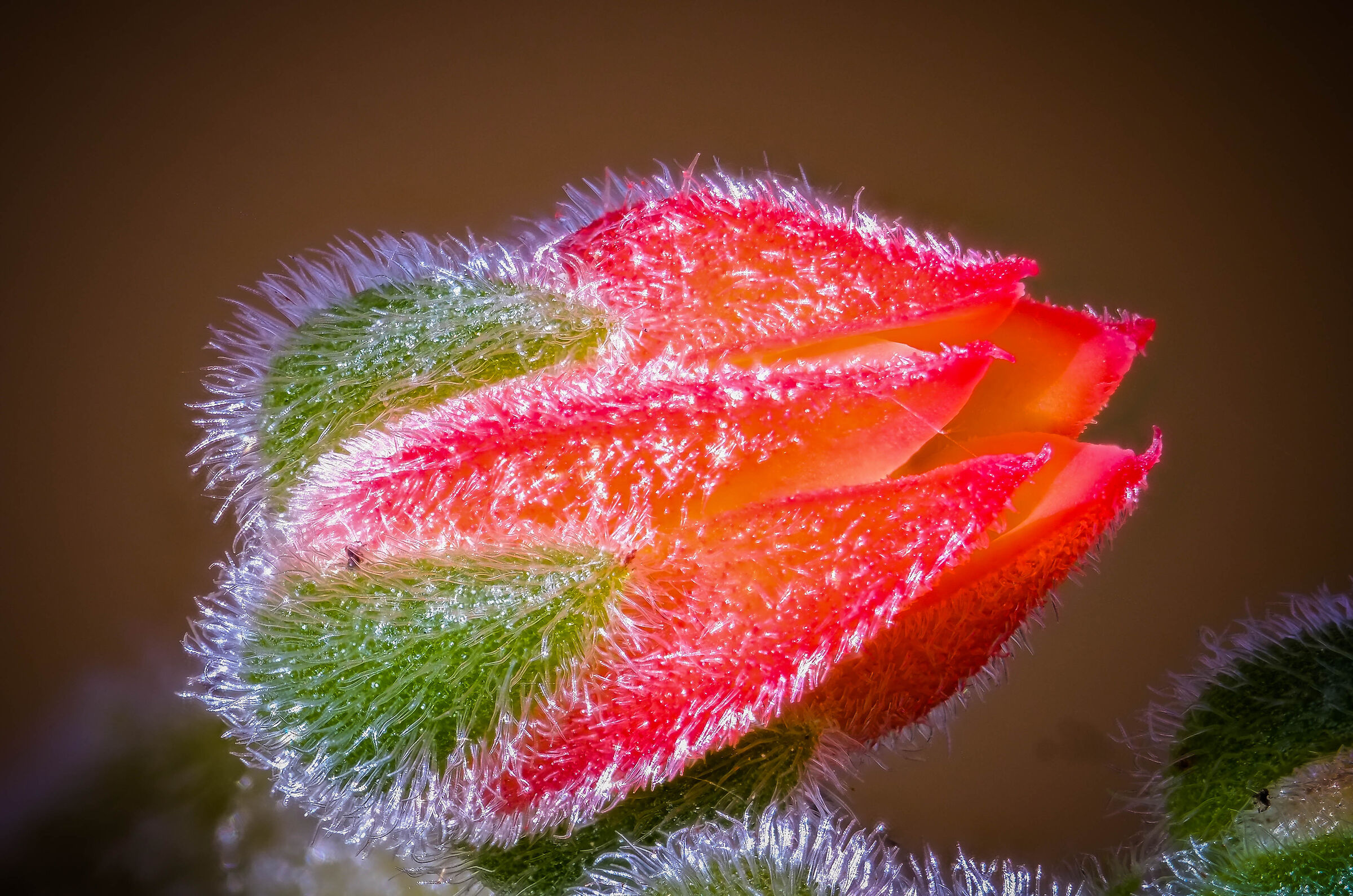 test 7artizan 60mm 2.8 macro