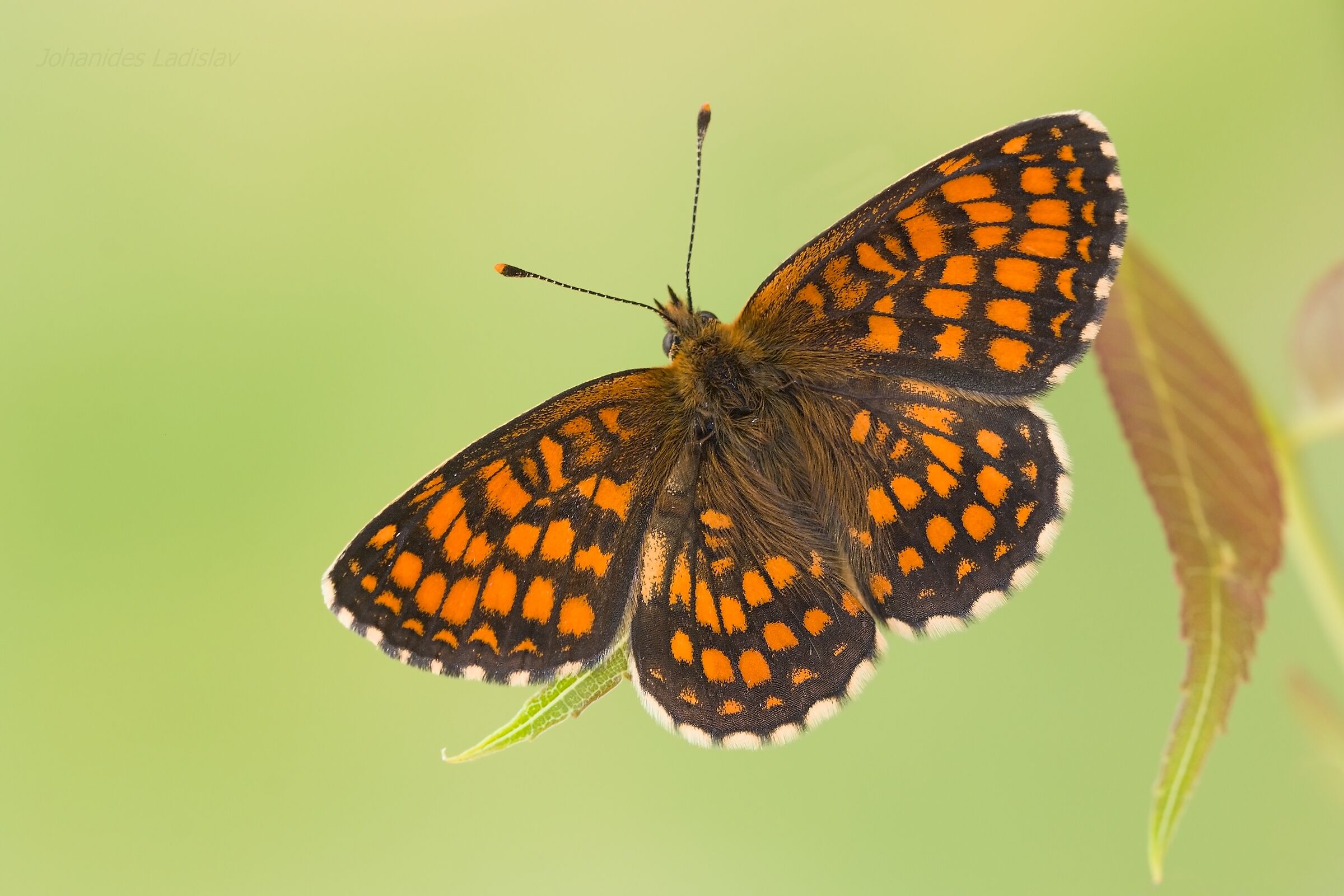 Melitaea athalia