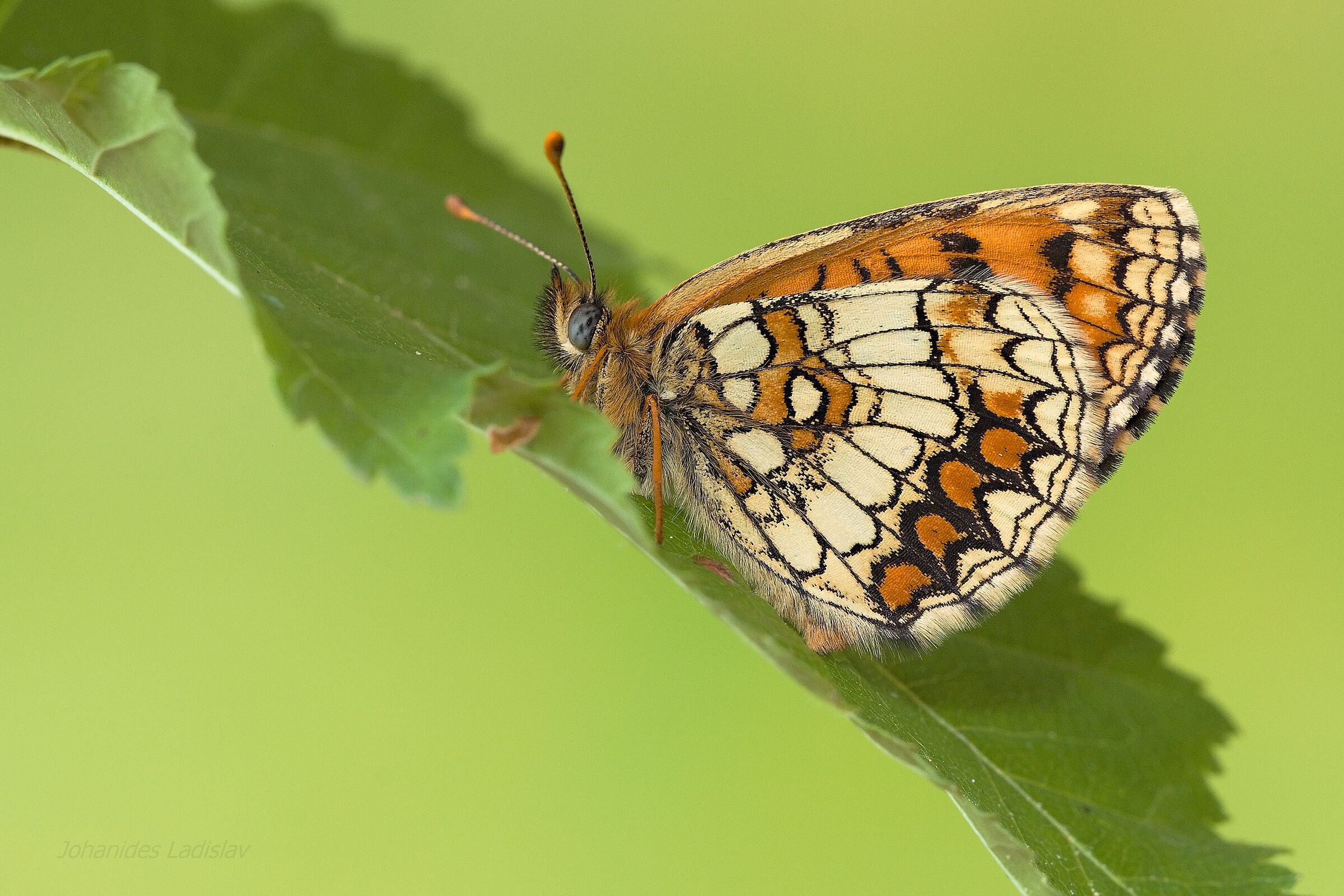 Melitaea athalia