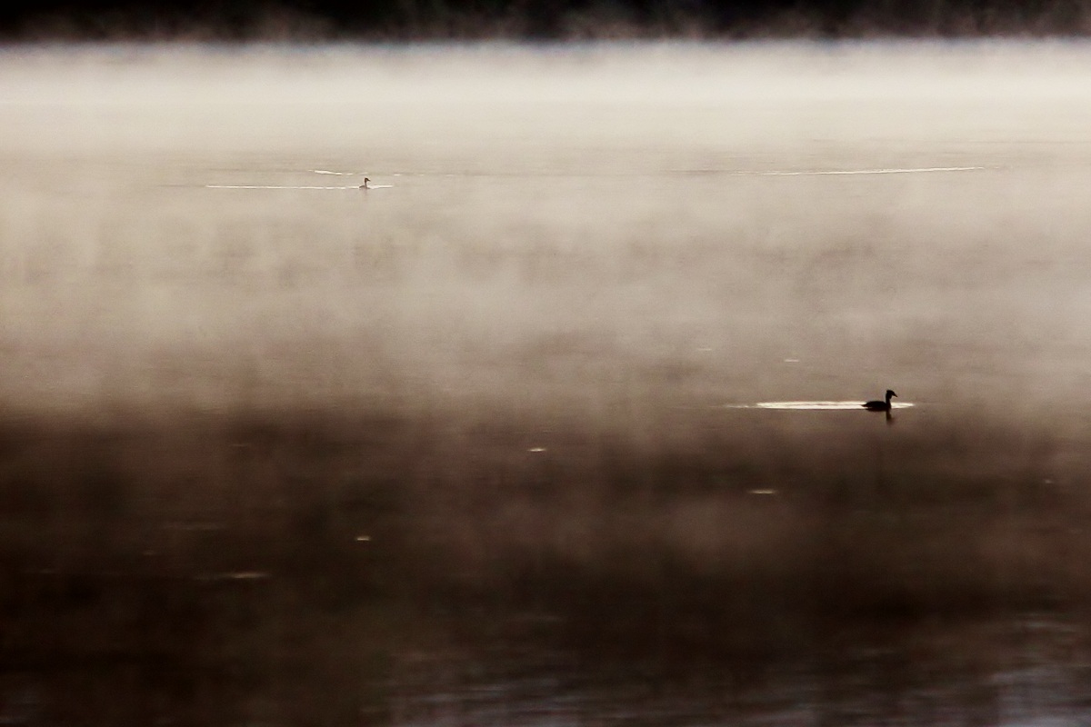 Grebes in a sea of ??fog (dawn)