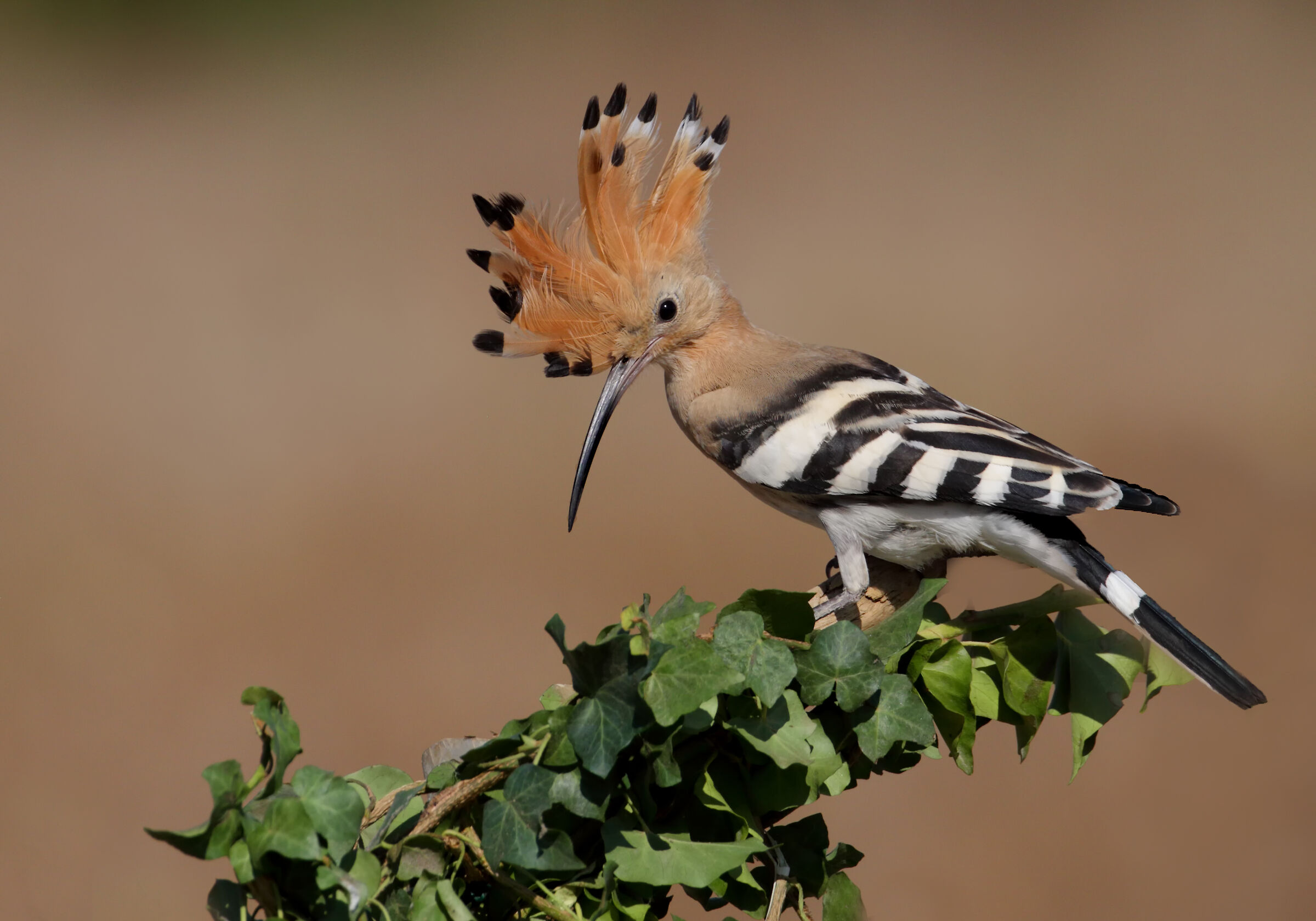 hoopoe.