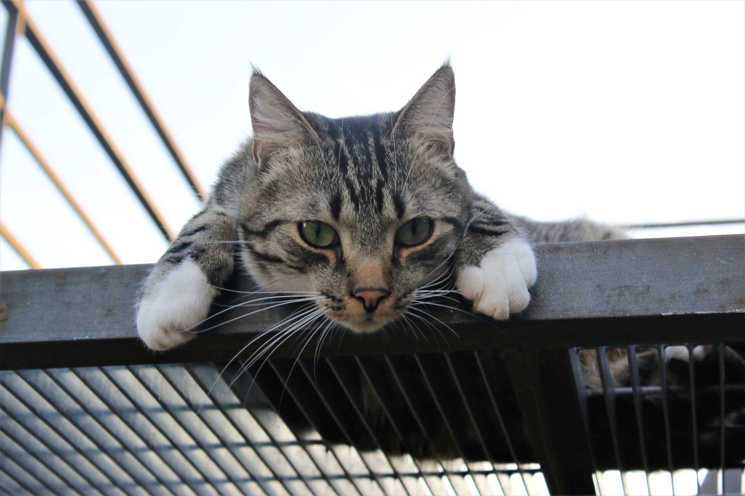 the observer