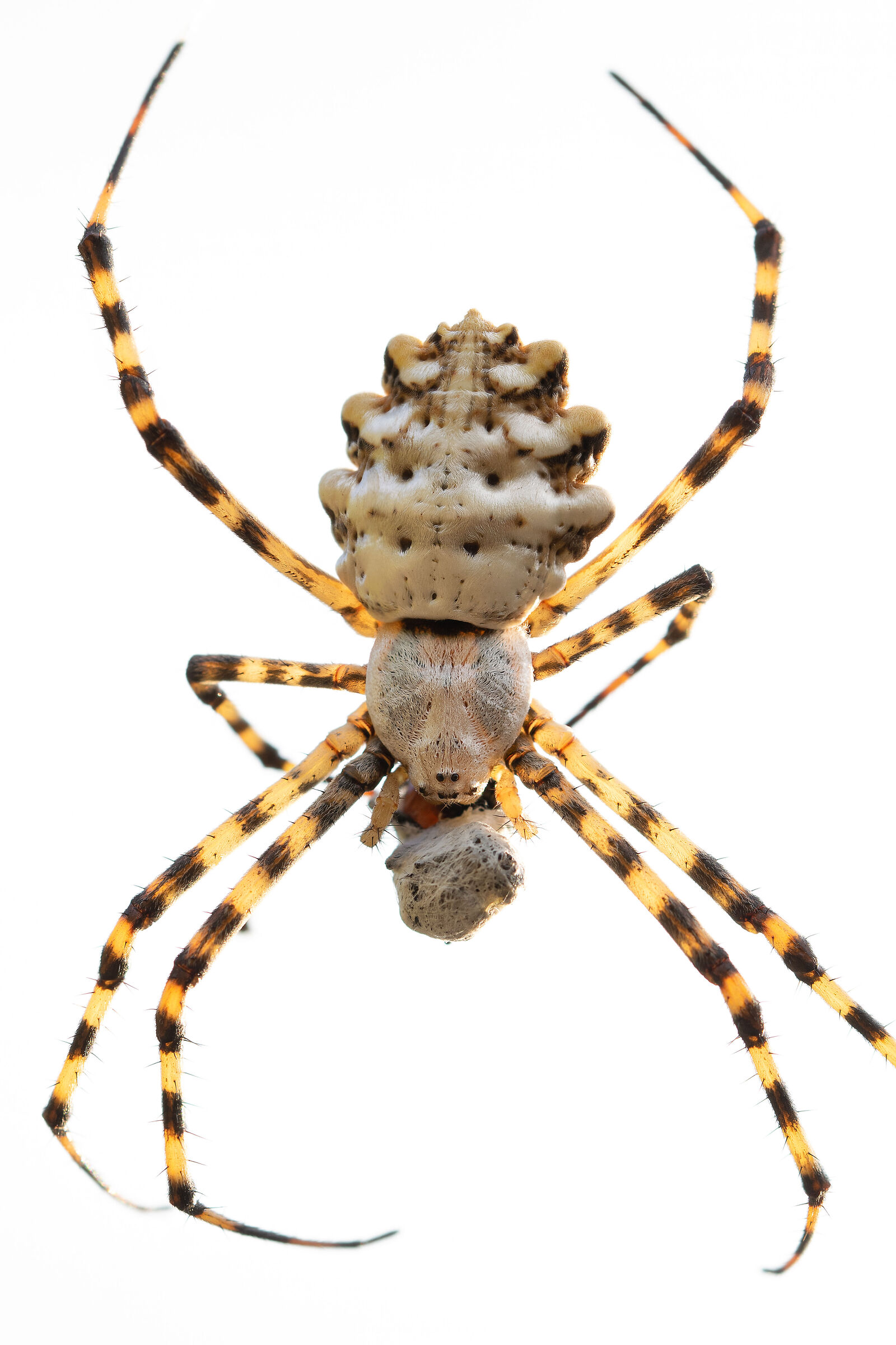 Il pasto dell'argiope