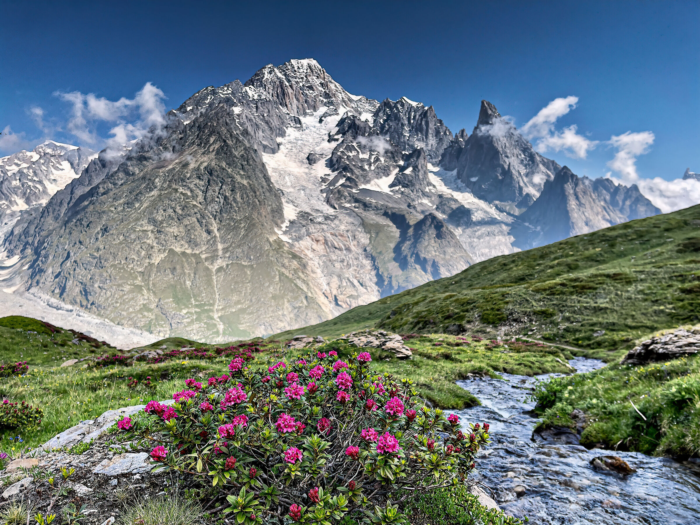 Mont Blanc and rhododendrons
