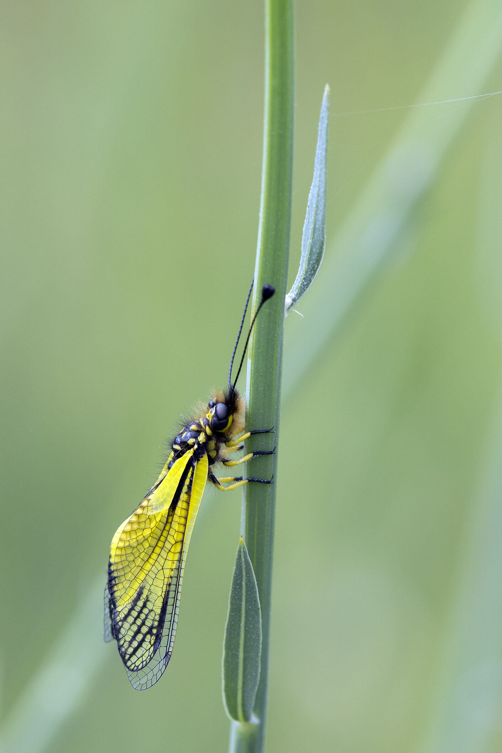 Ascalafo bianco (libelloides coccajus)