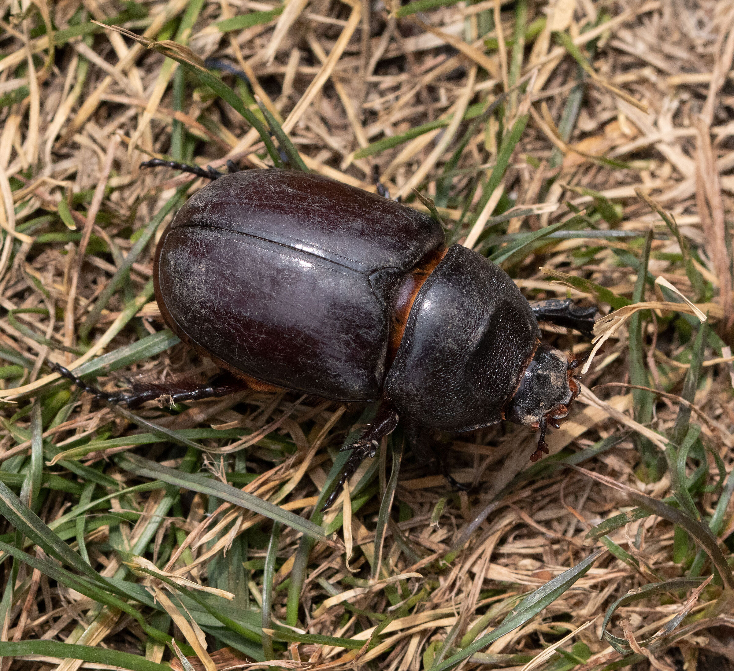 Female Rhino Beetle 22/06/2022