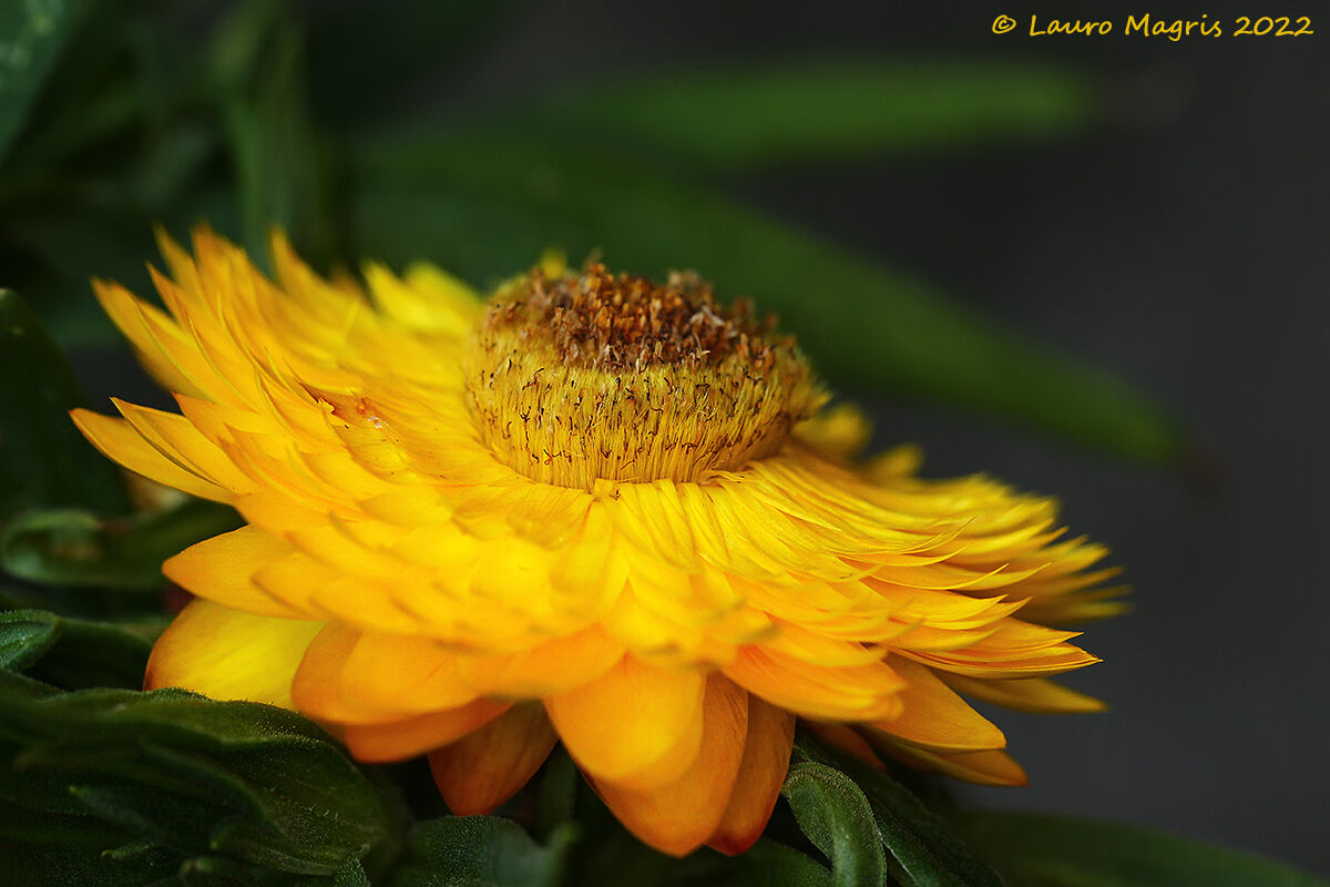 Sundaze Totally Yellow