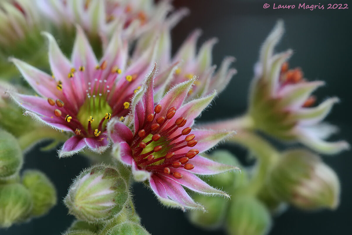 Flower of everliving greater