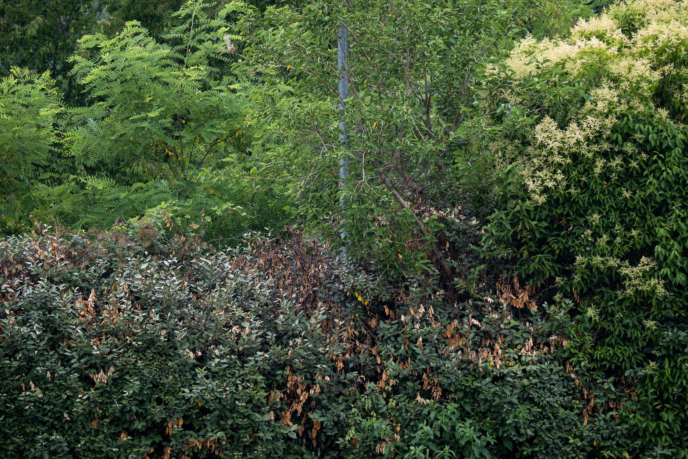 Sample Fujifilm XF 150-600mm @ 150mm