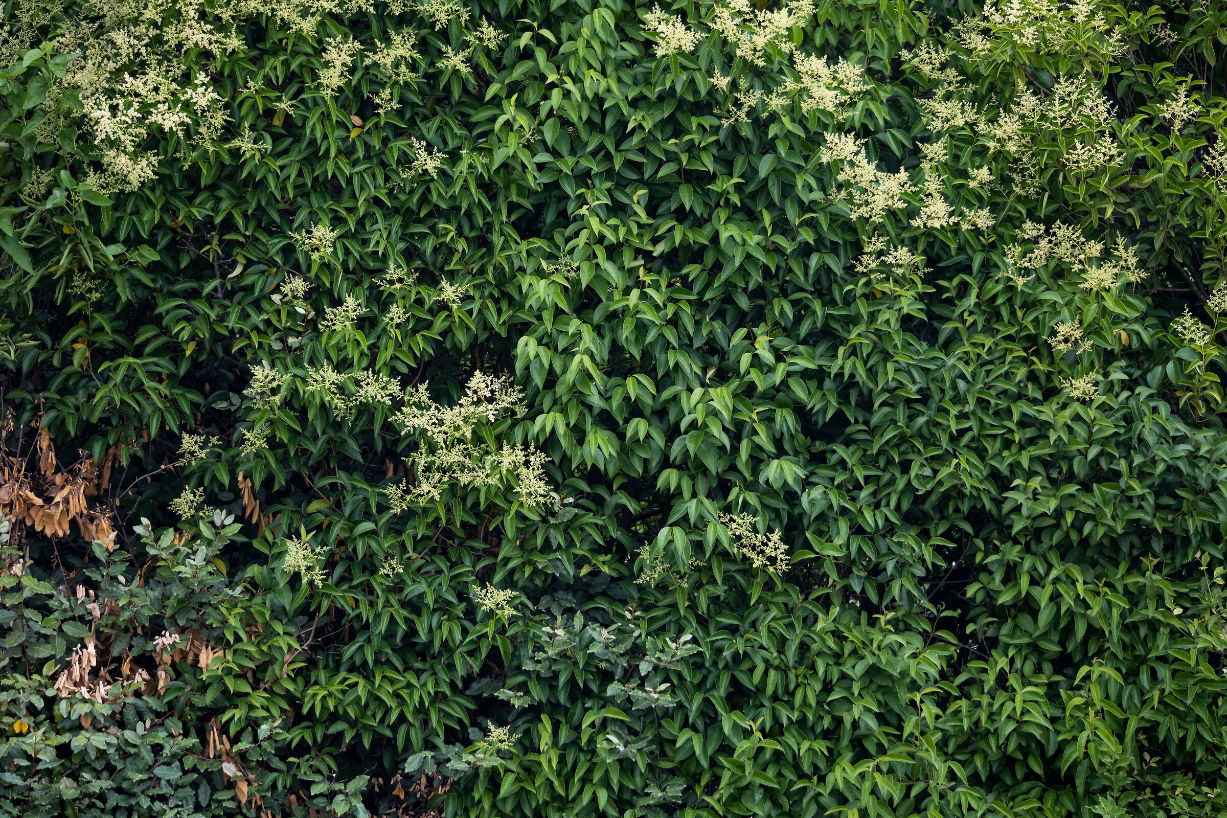 Sample Fujifilm XF 150-600mm @ 300mm