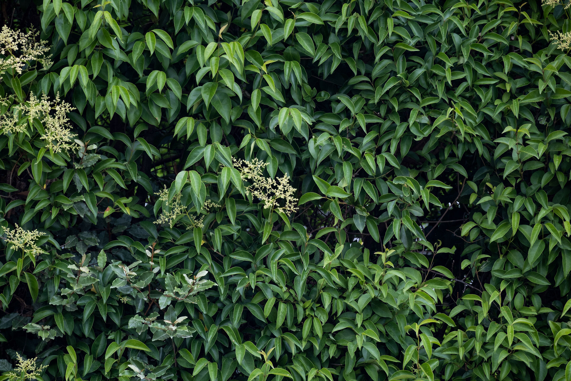 Sample Fujifilm XF 150-600mm @ 600mm