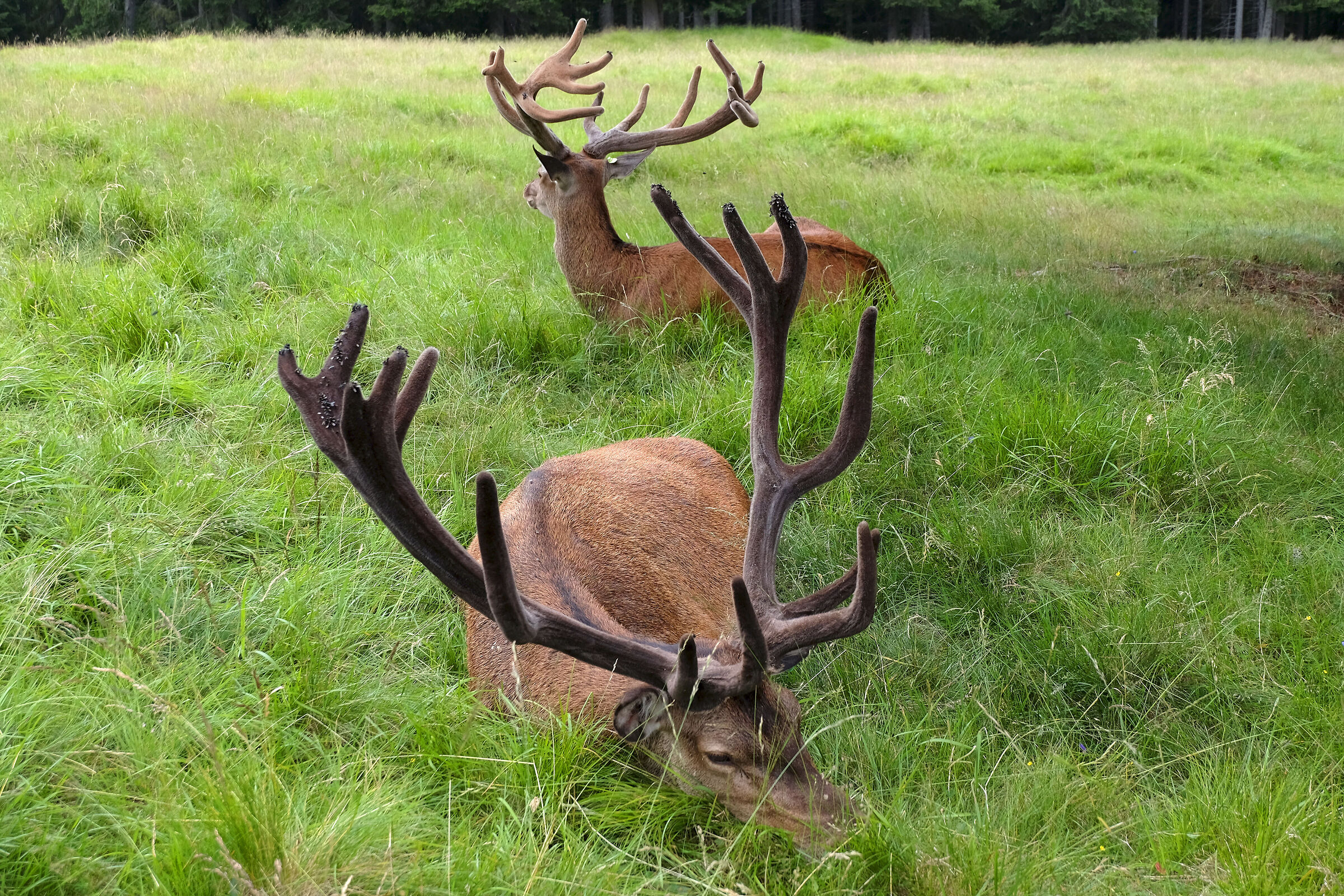 Riposino pomeridiano