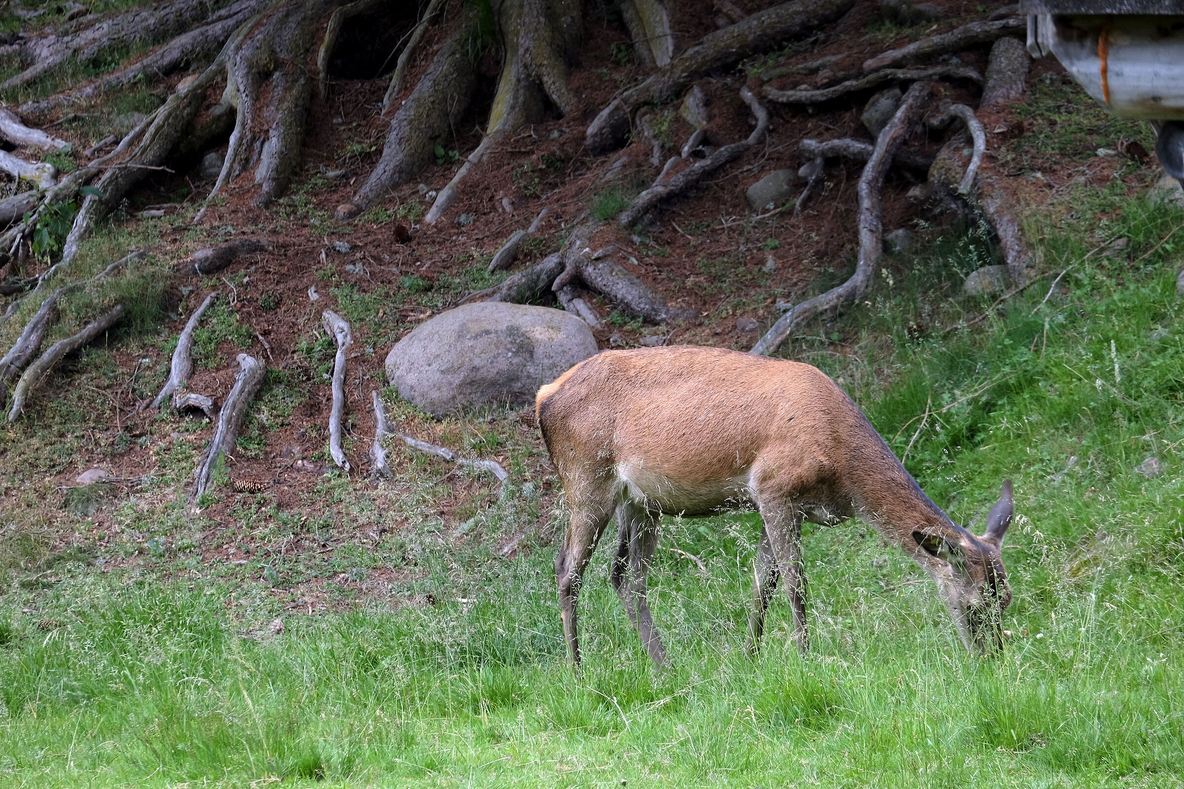 cerbiatta nel bosco