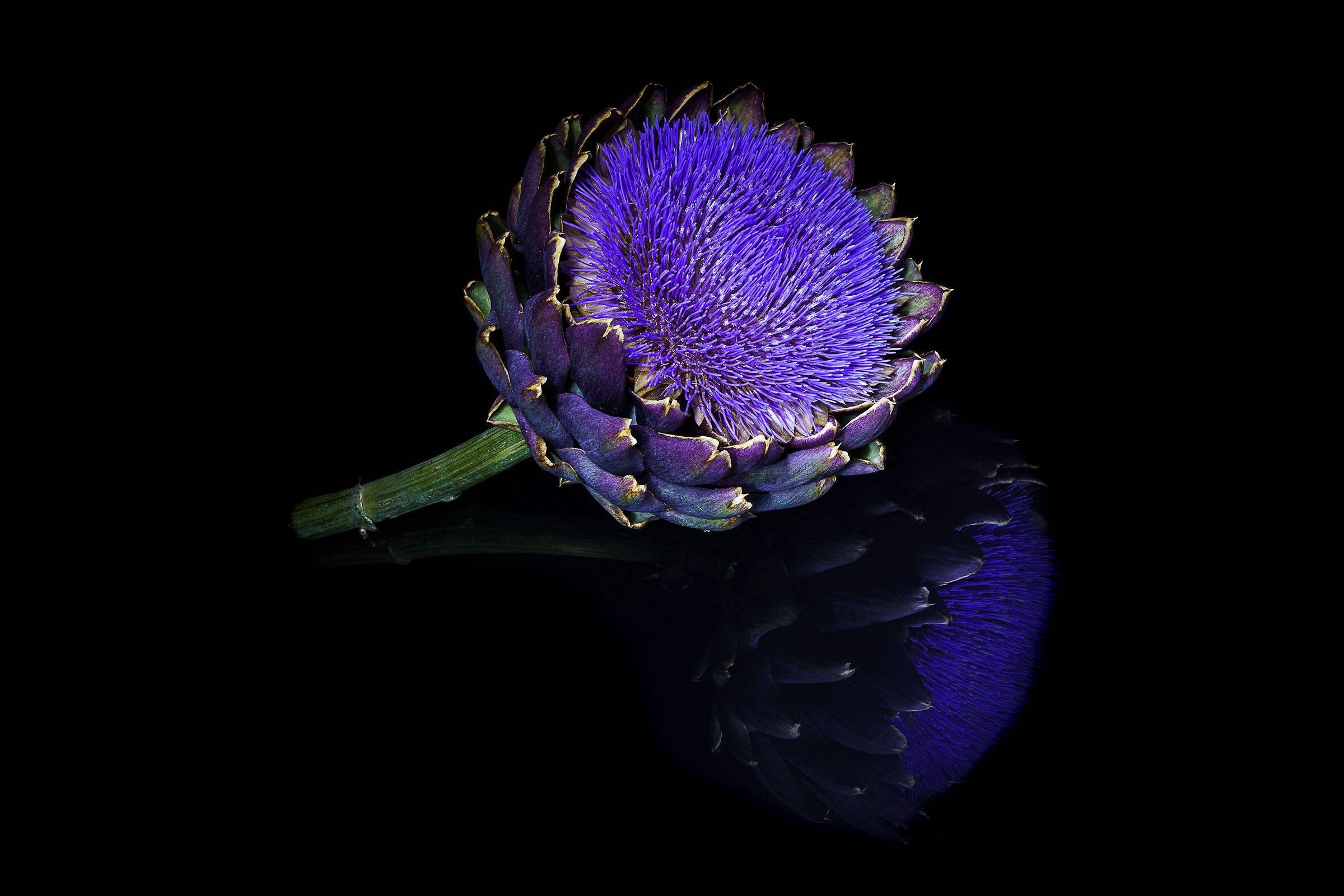 Flowery Artichoke