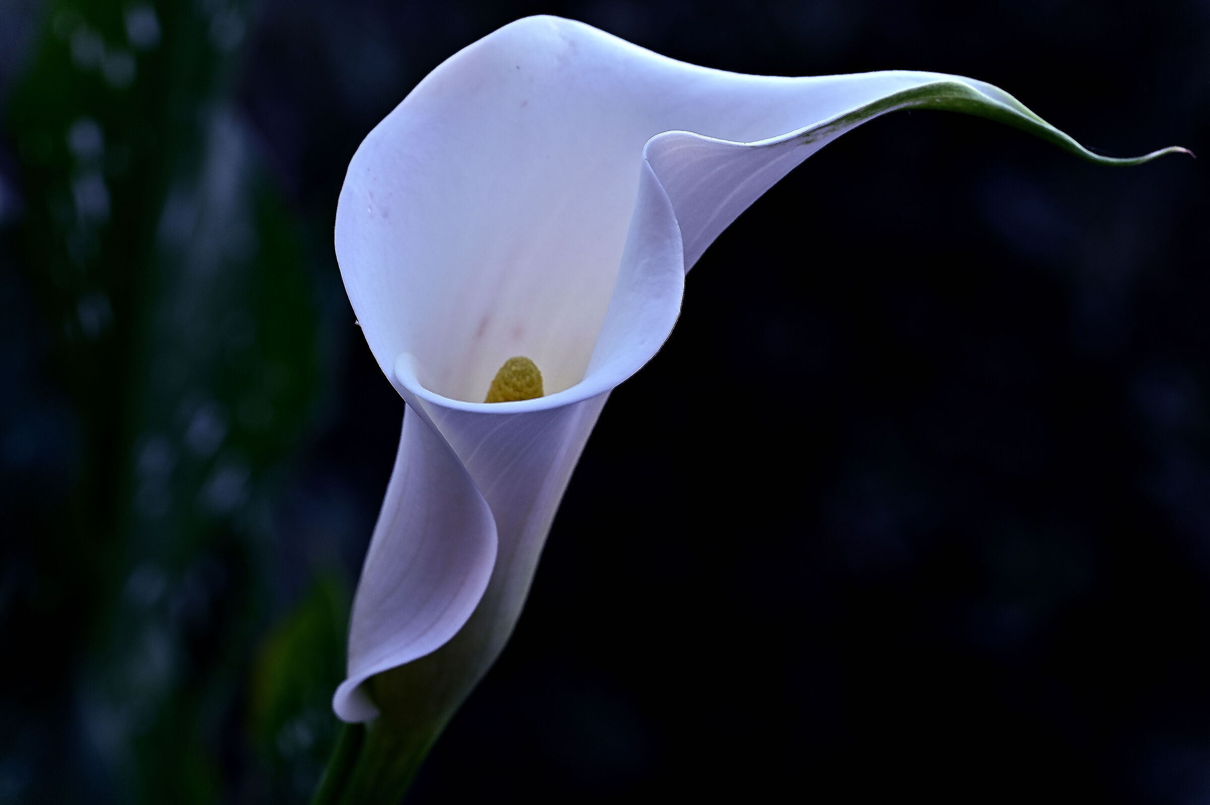Still Calla of my garden...