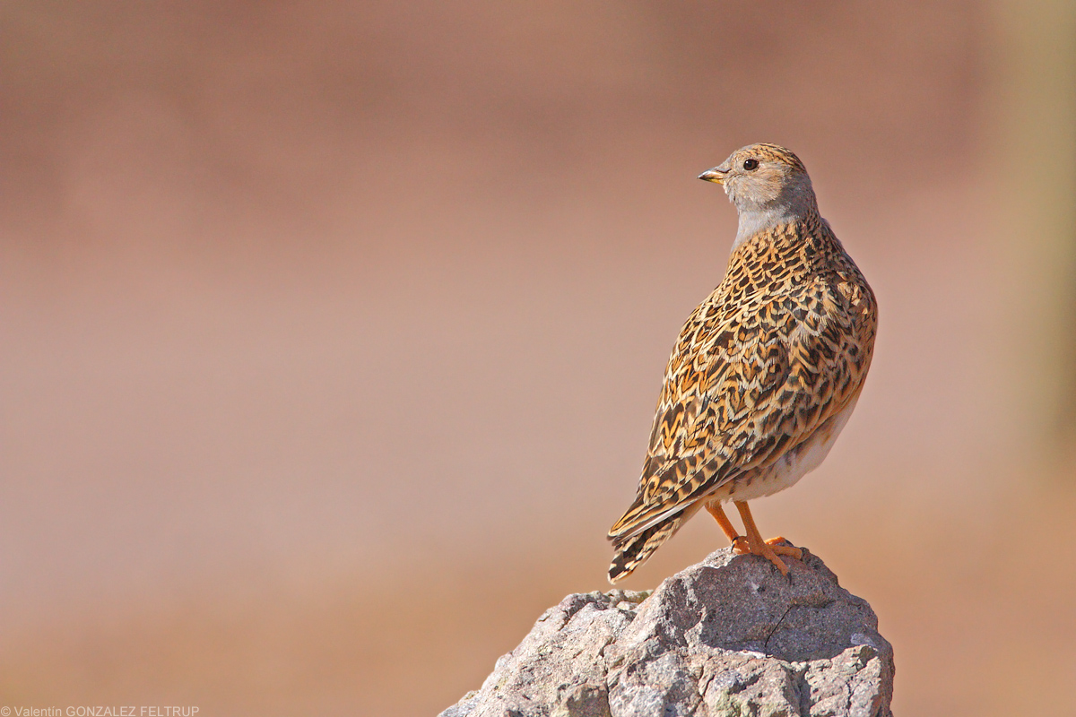 Seedsnipe dal petto grigio