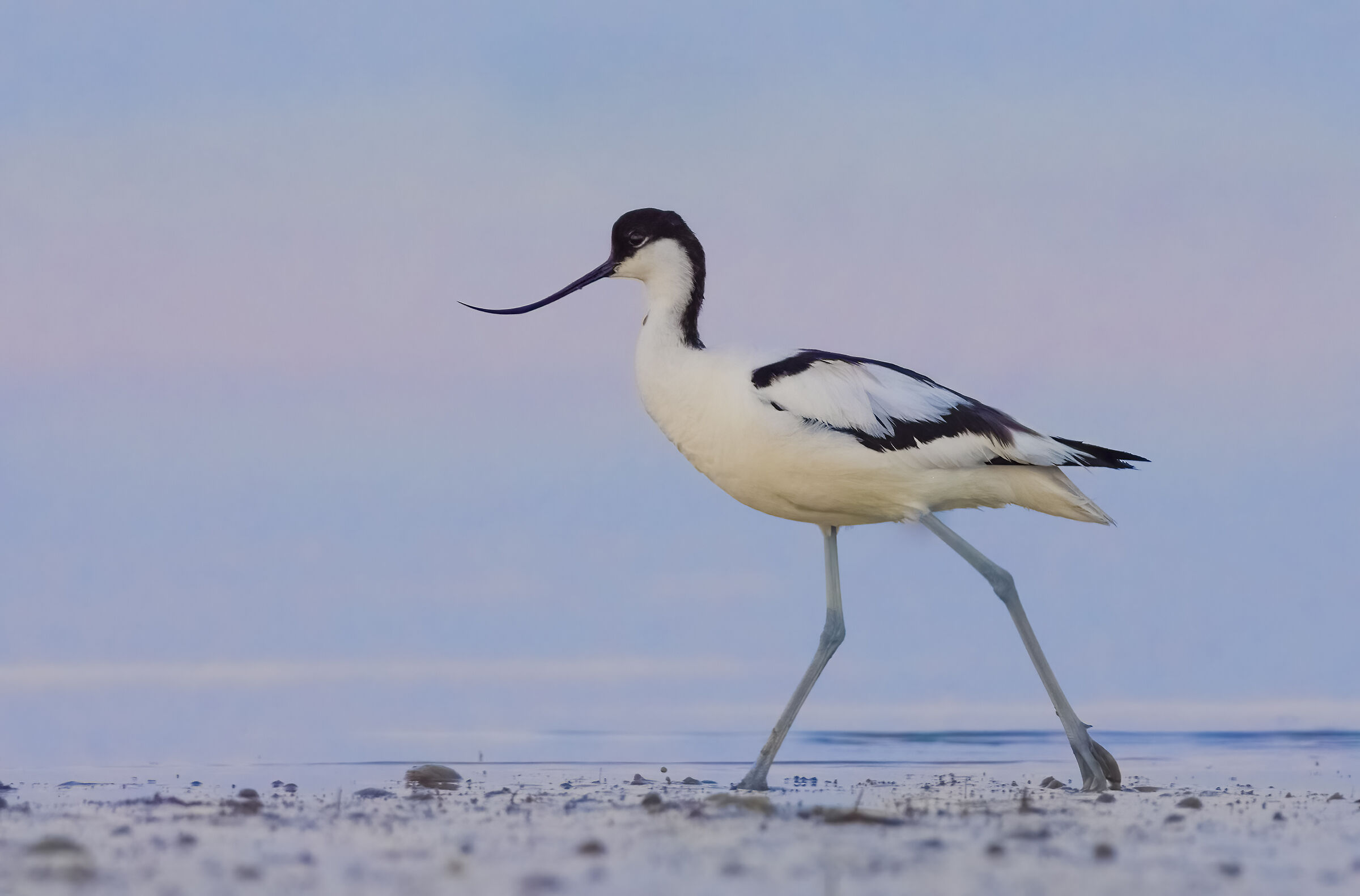 Avocetta all'alba