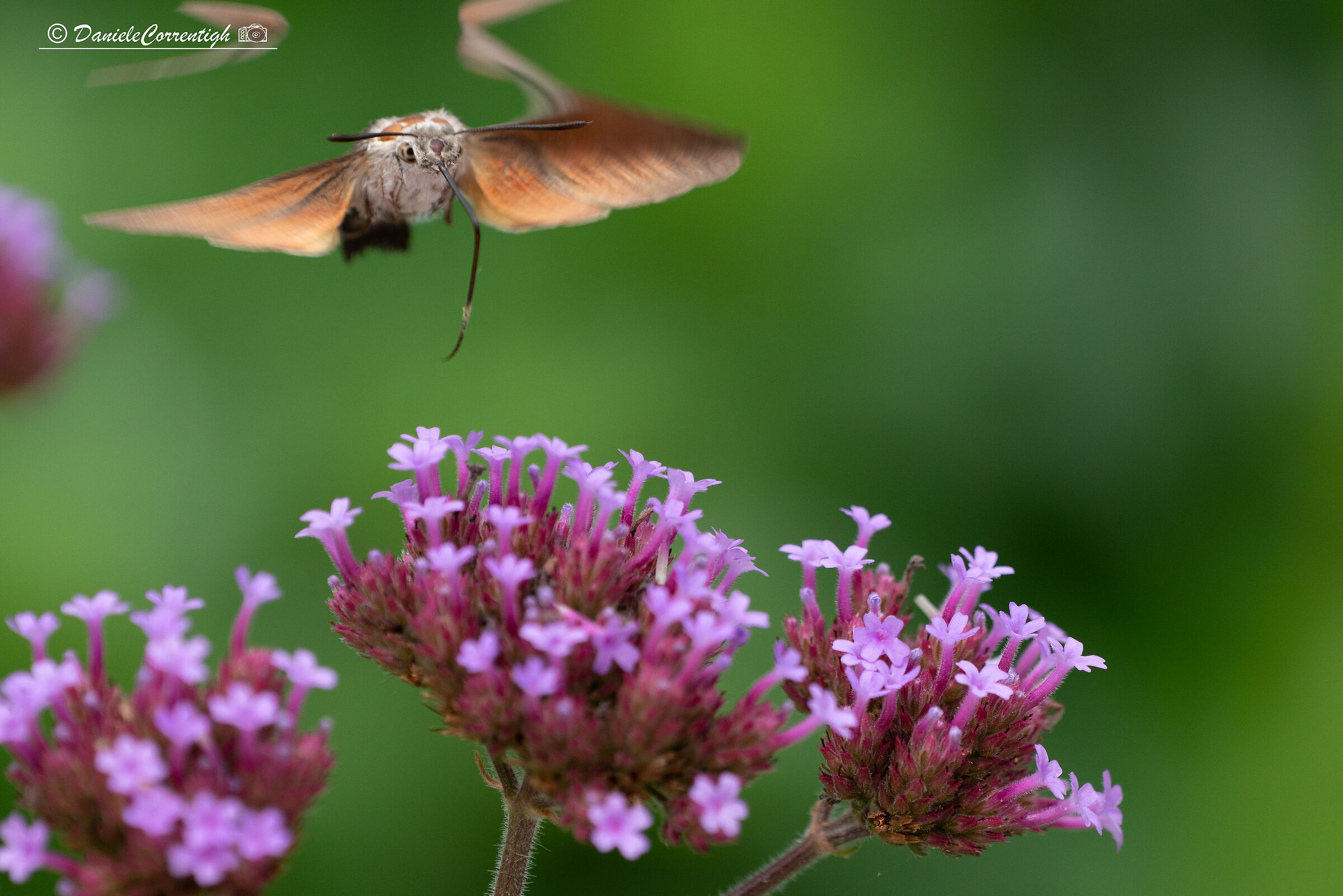 Macroglossum Stellatarum