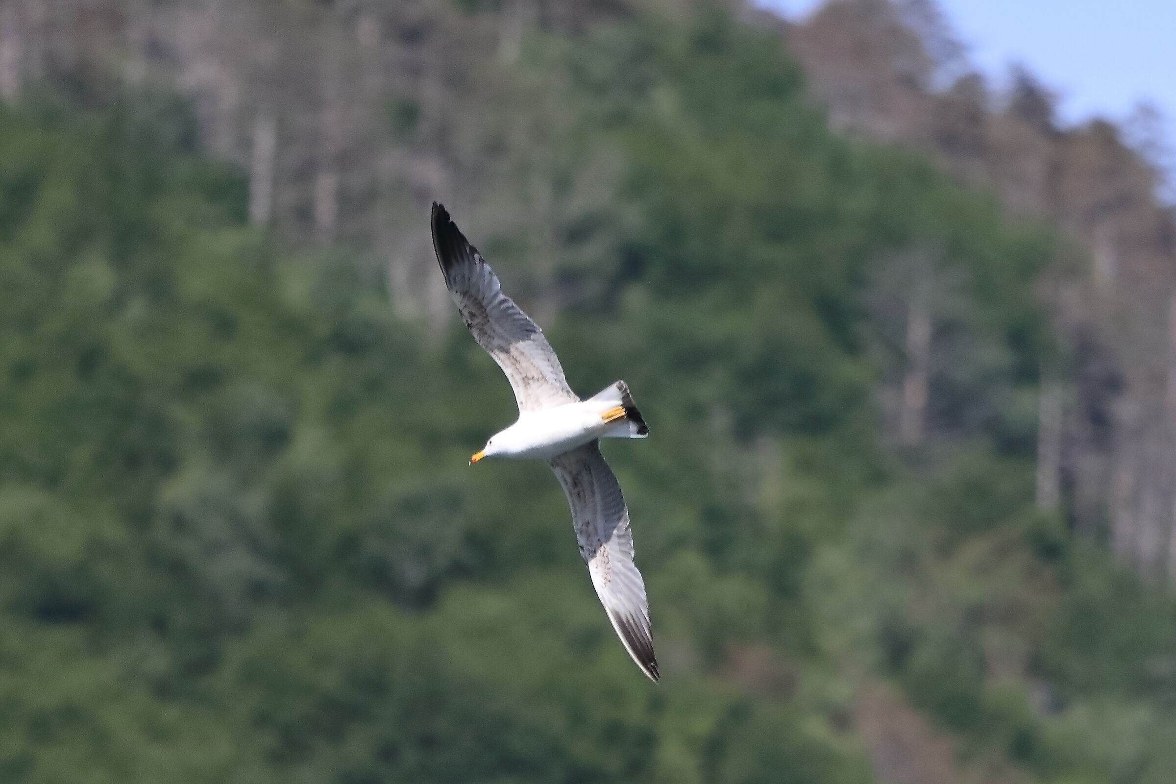 gabbiano terrestre 17-05-2022