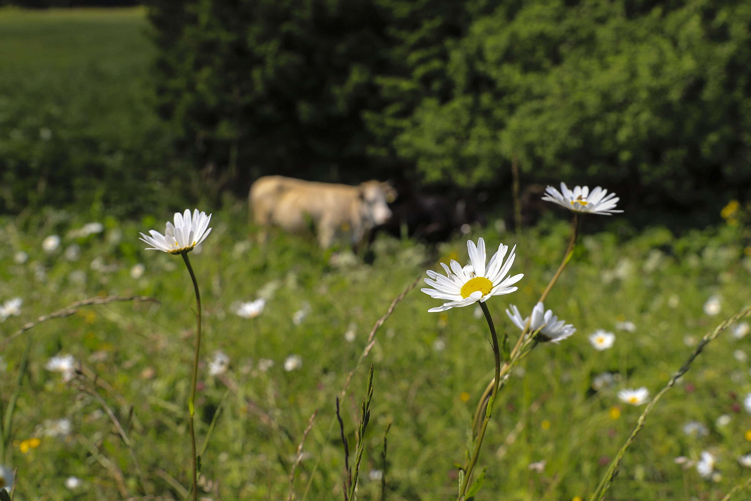 Mountain flower