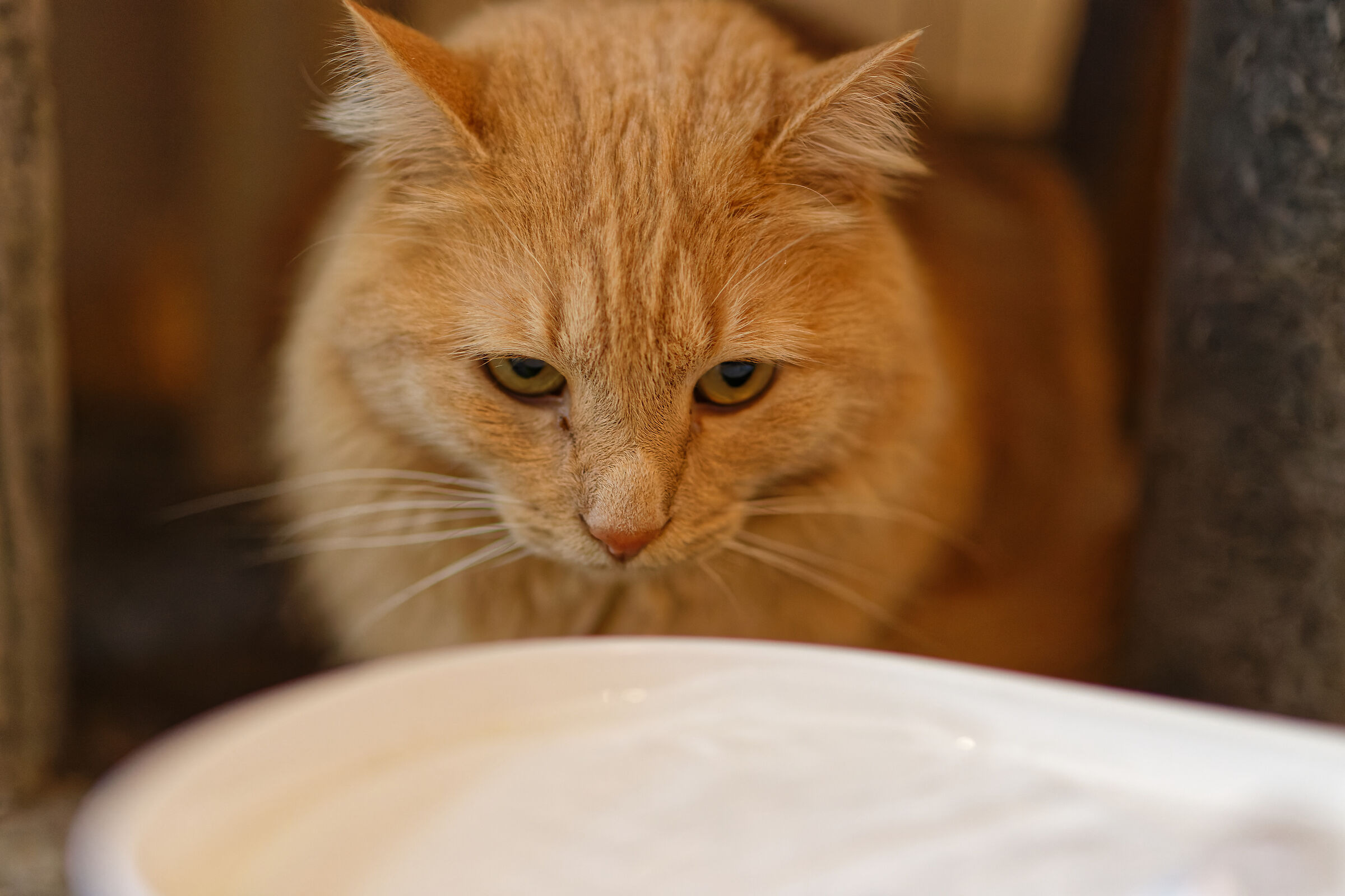 Don't make fun of me