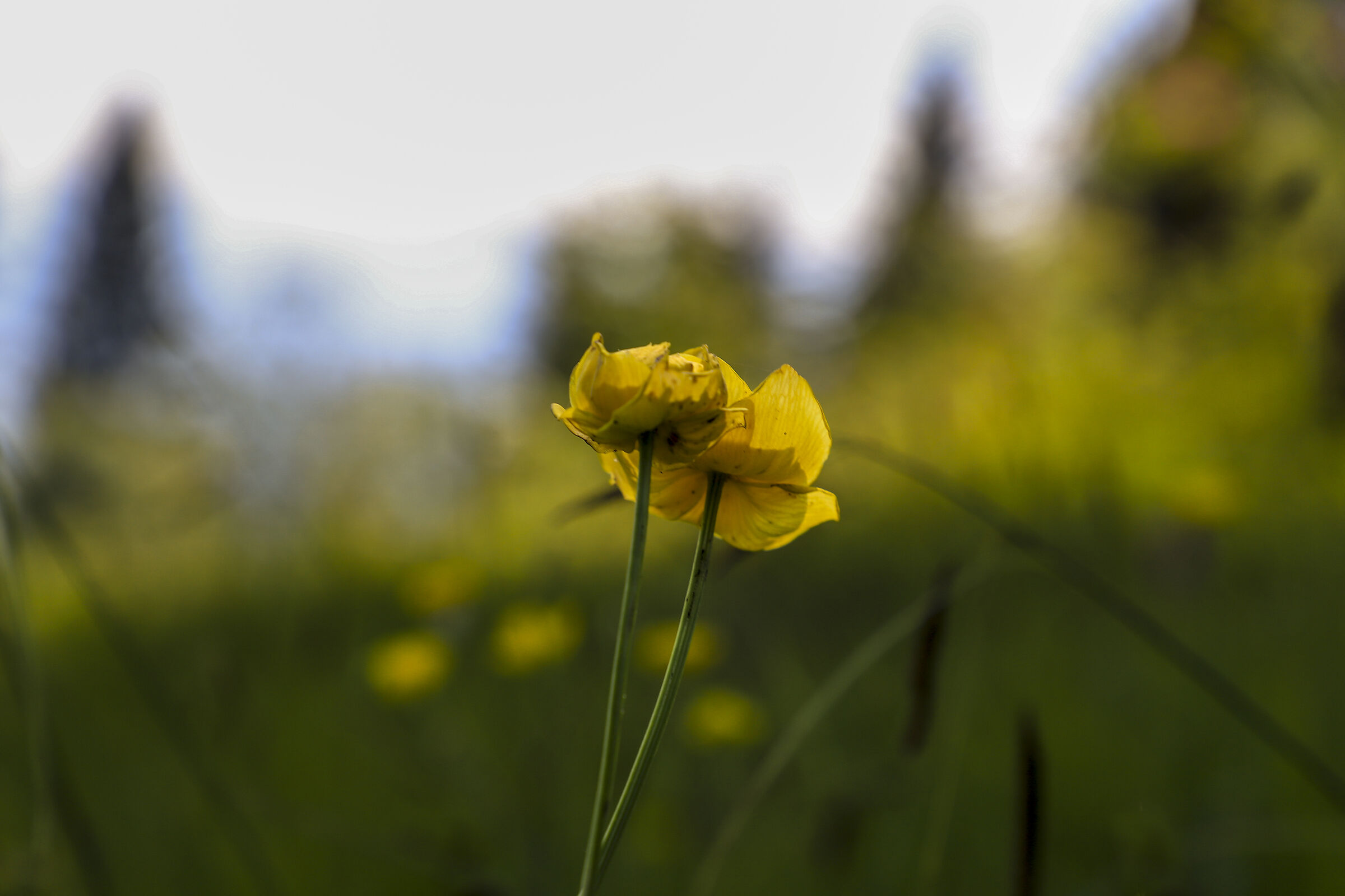 Fiori gialli in montagna