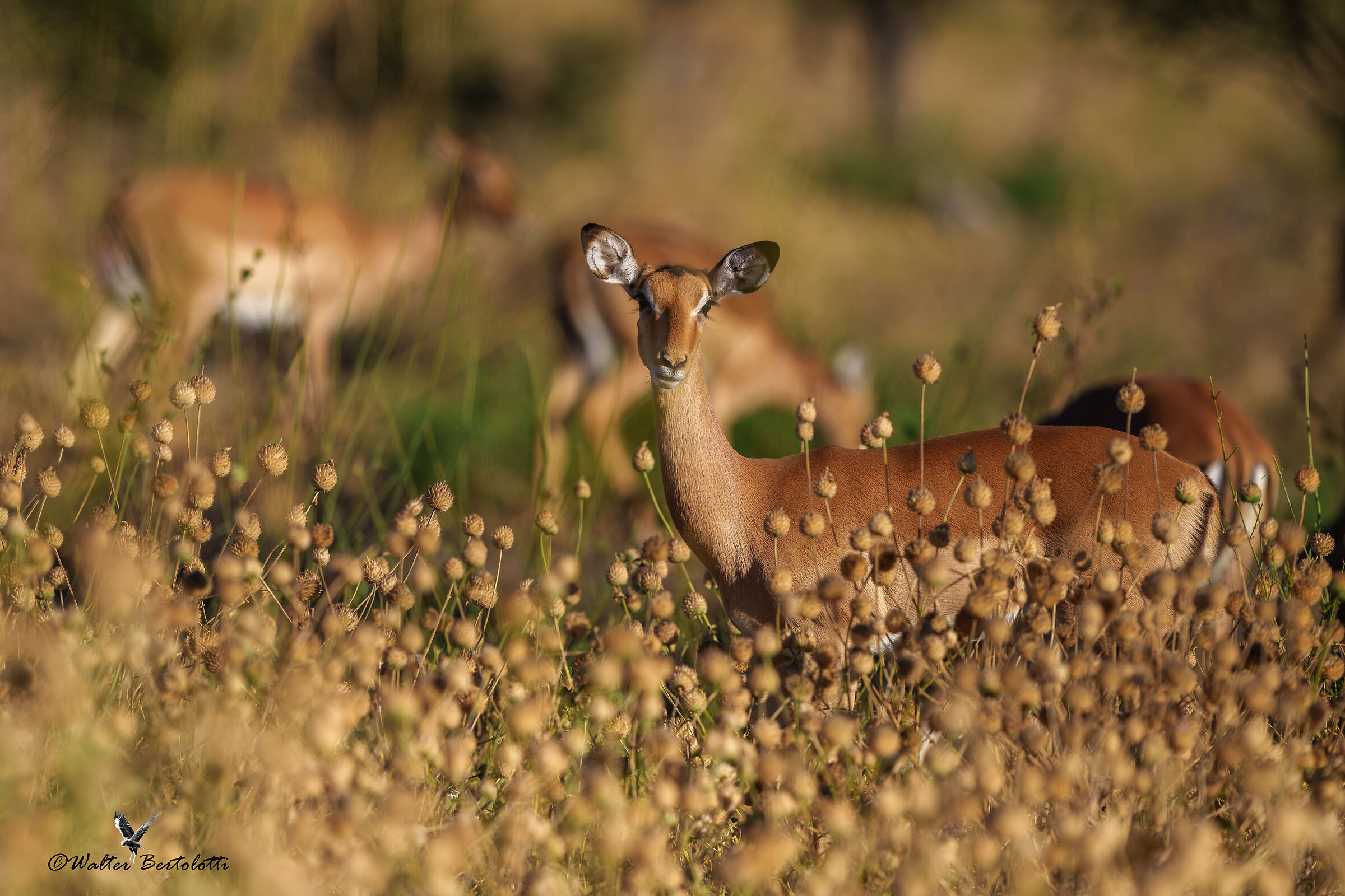 impala (f)