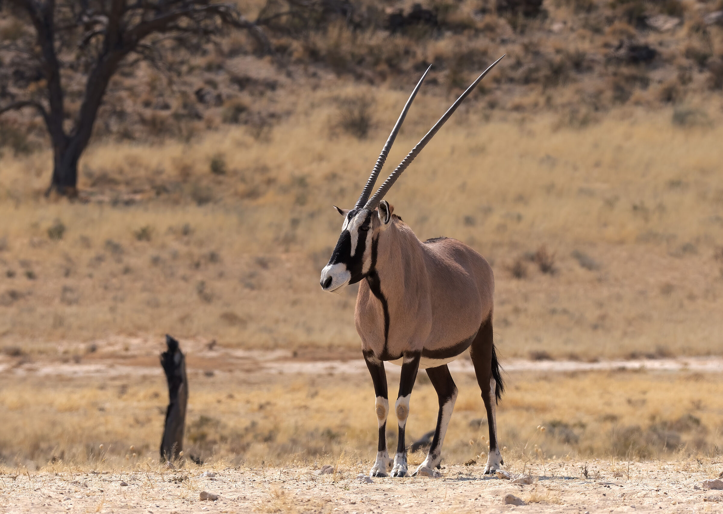 Oryx (Kalahari Desert)