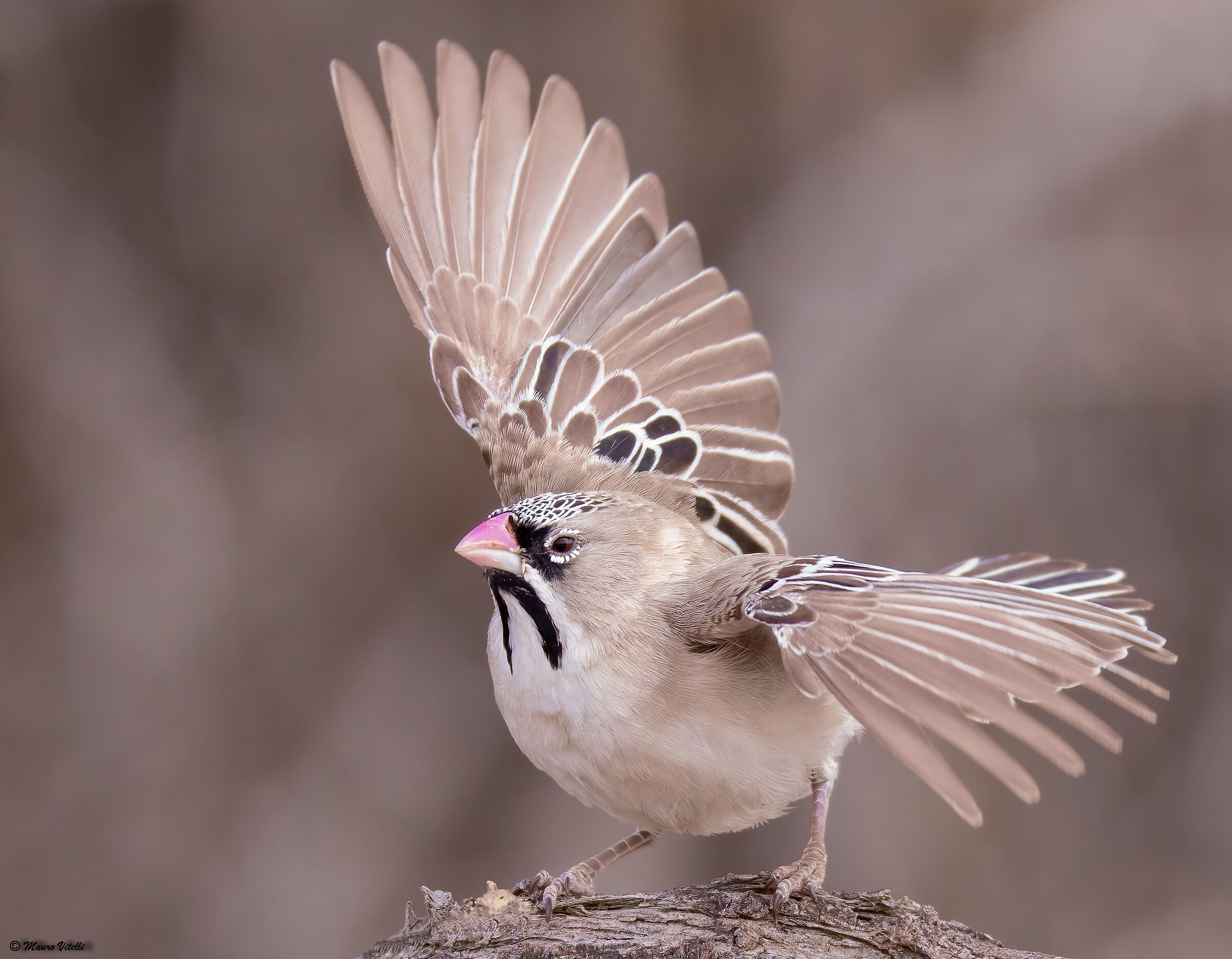 Scaly feathered chaffinch (Kalahari Desert)