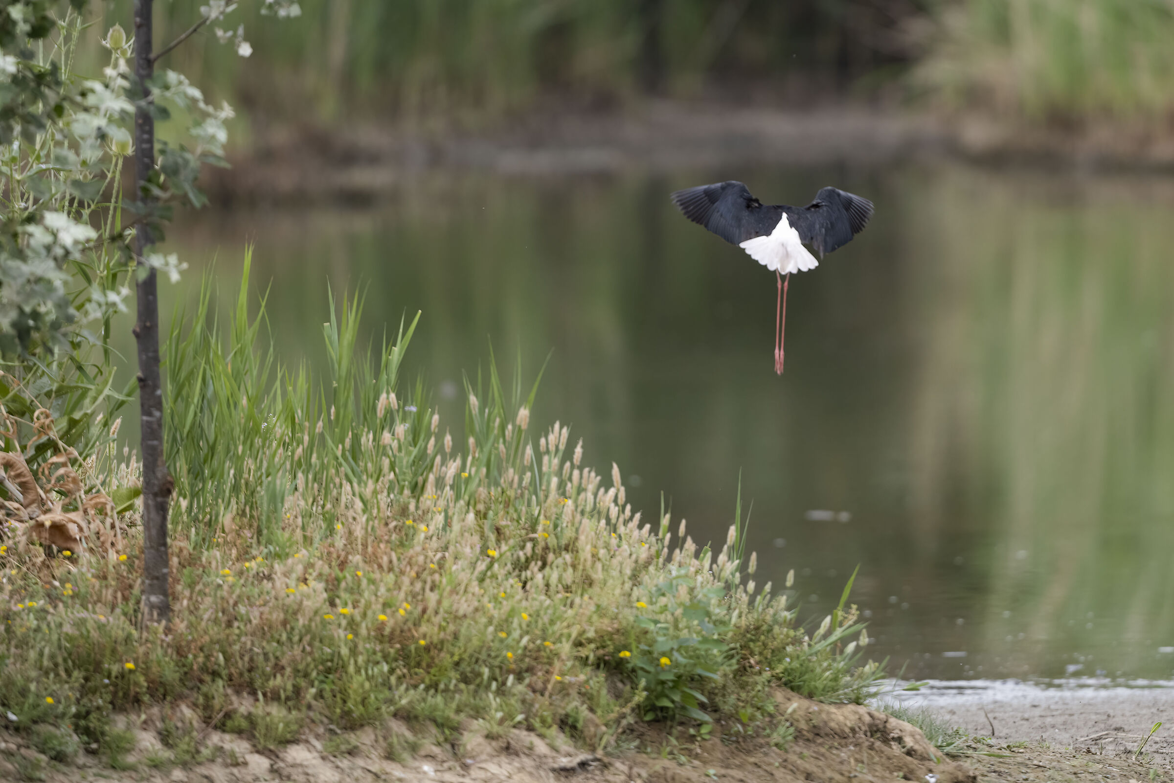 the elegance of the Knight of Italy