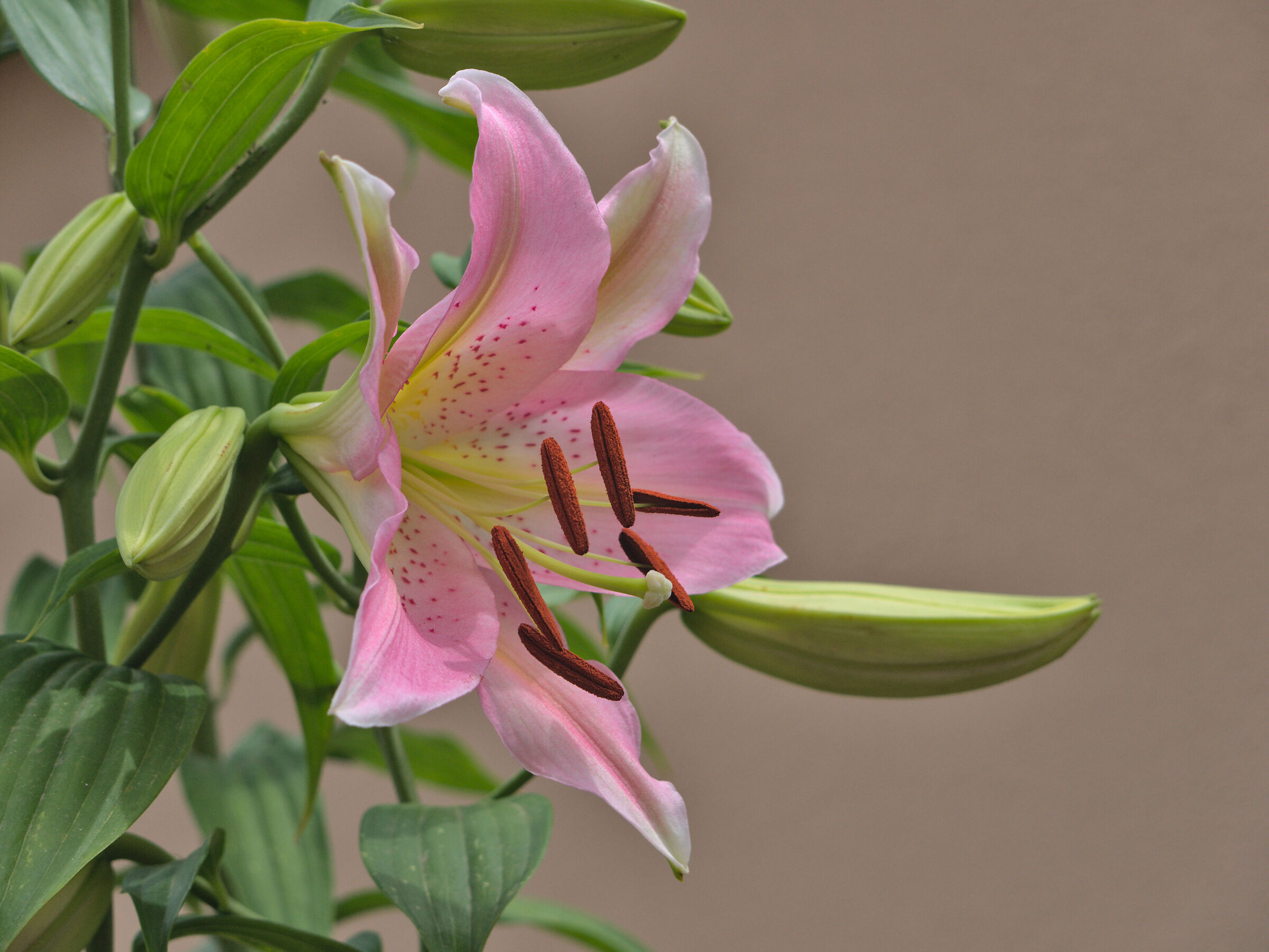 Lilium