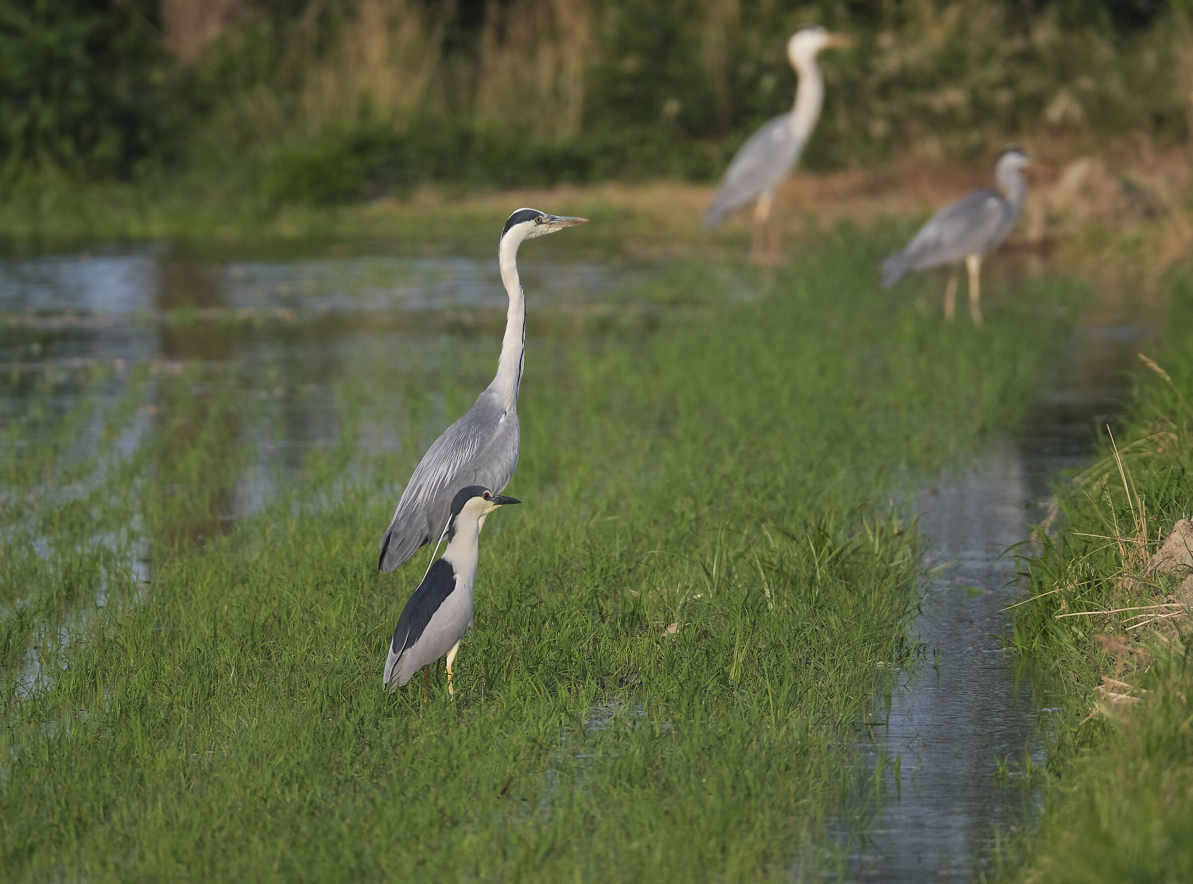 Hey, those ciulano the food...