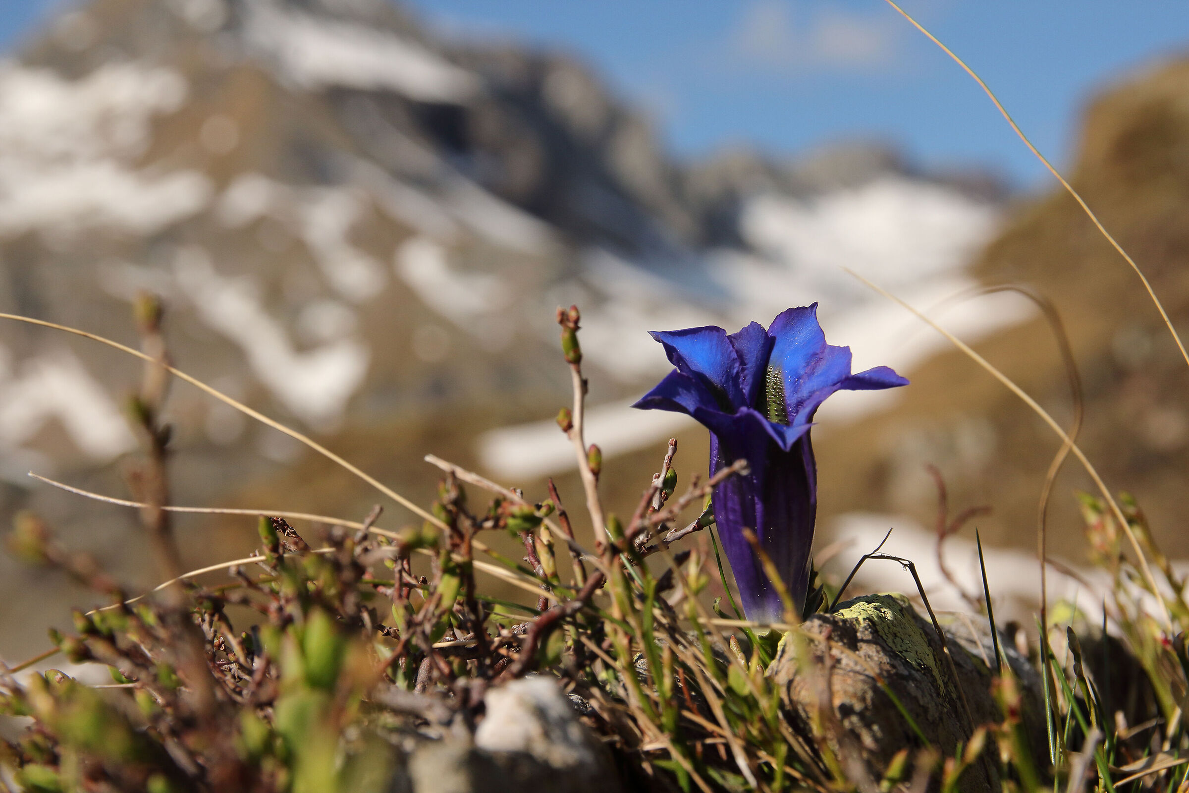 gentian cobalt