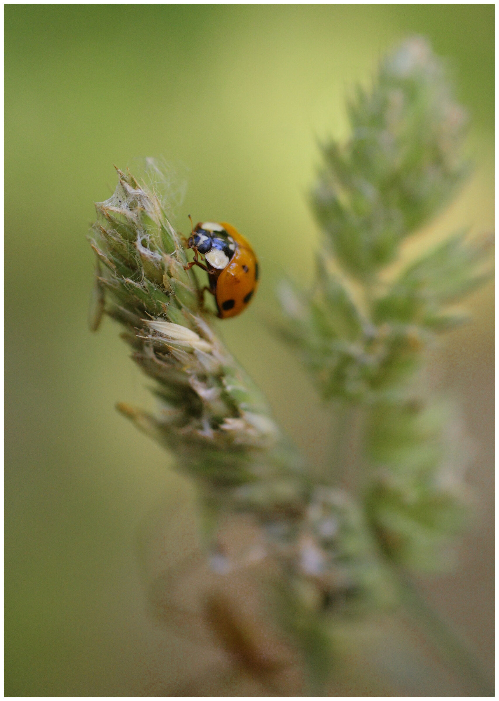 La coccinella