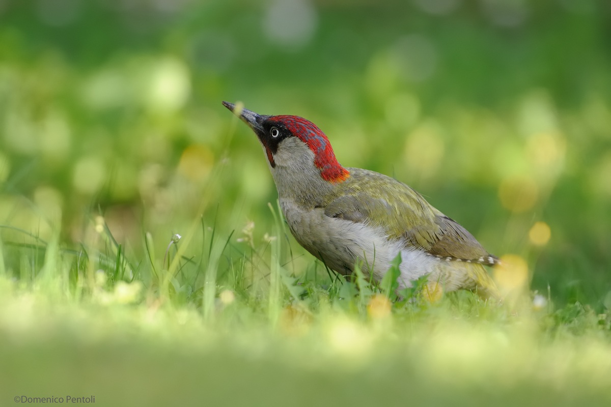 Picchio Verde Maschio