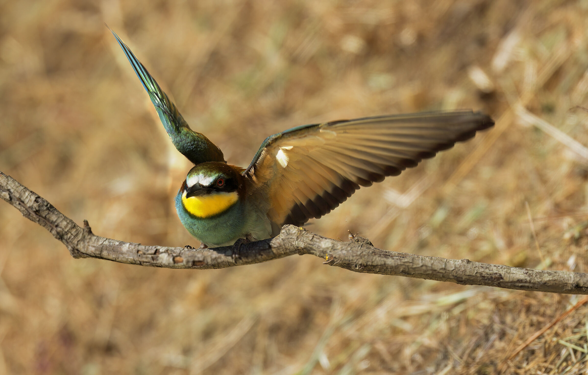 Bee-eater