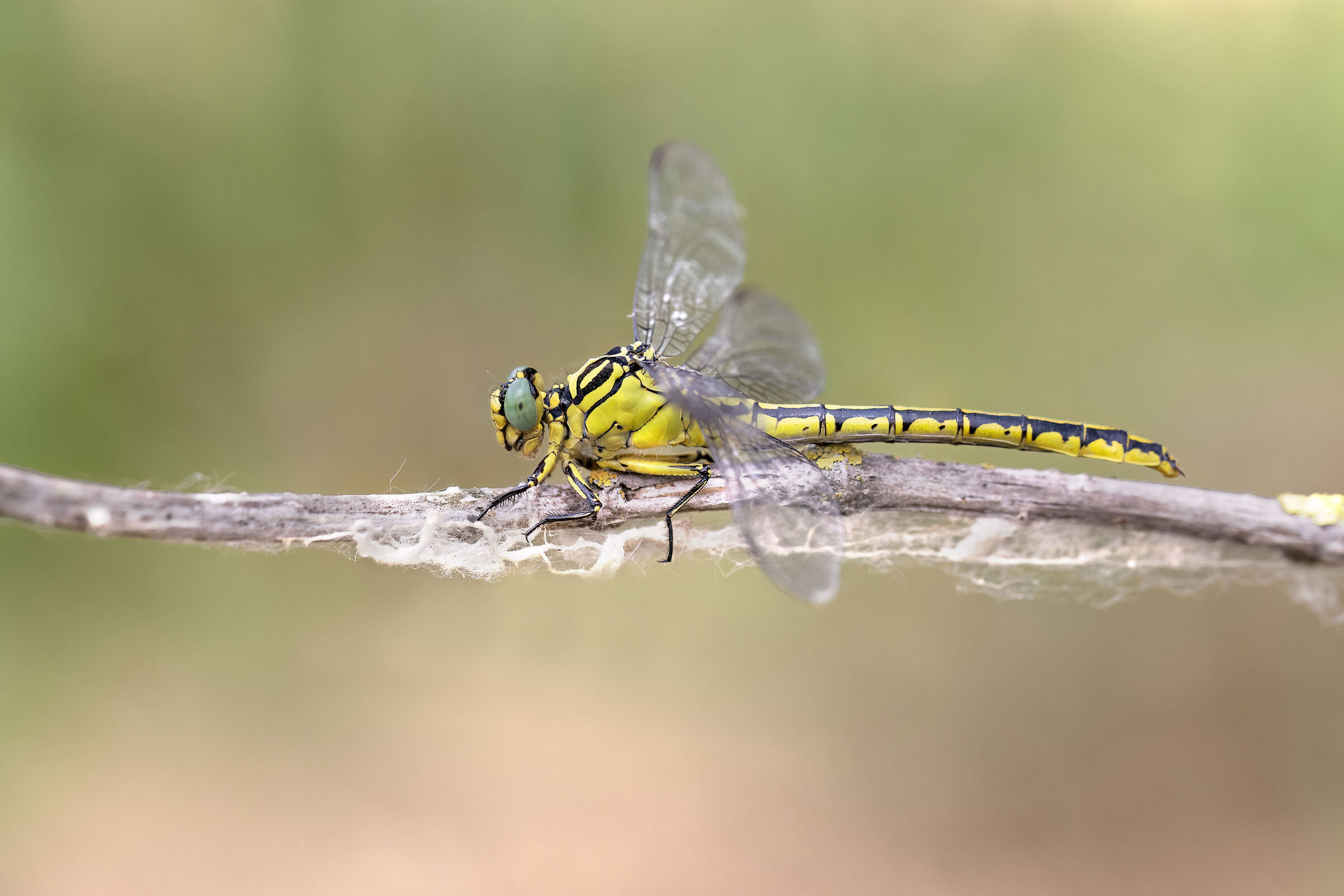 Stylurus flavipes