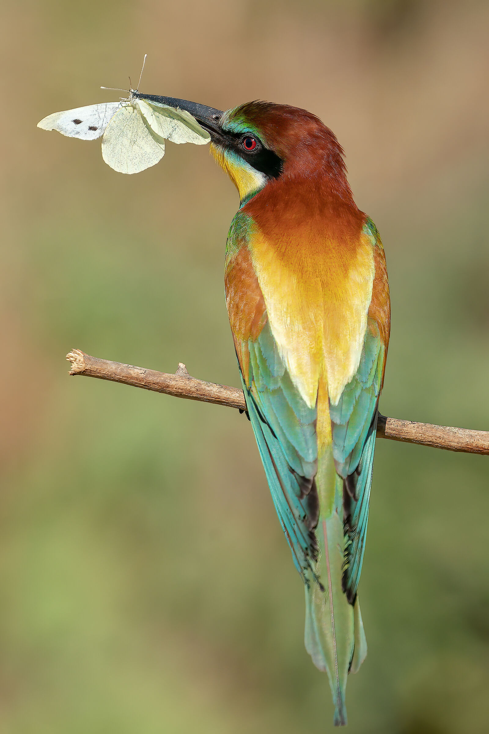 Gruccione con farfalla.