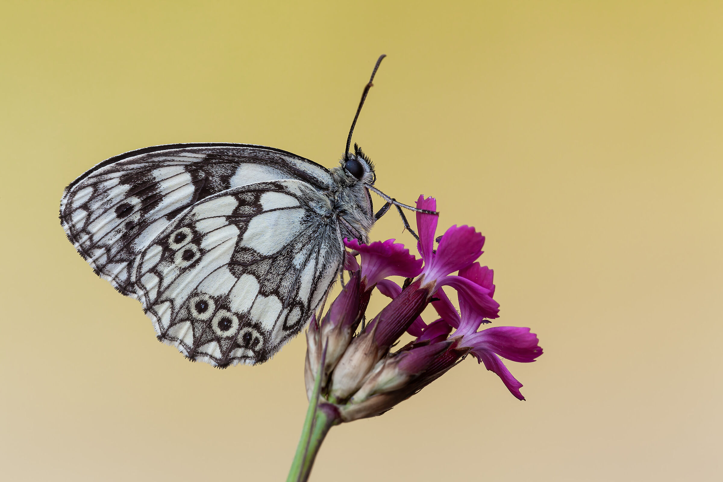 Melanargia galathea