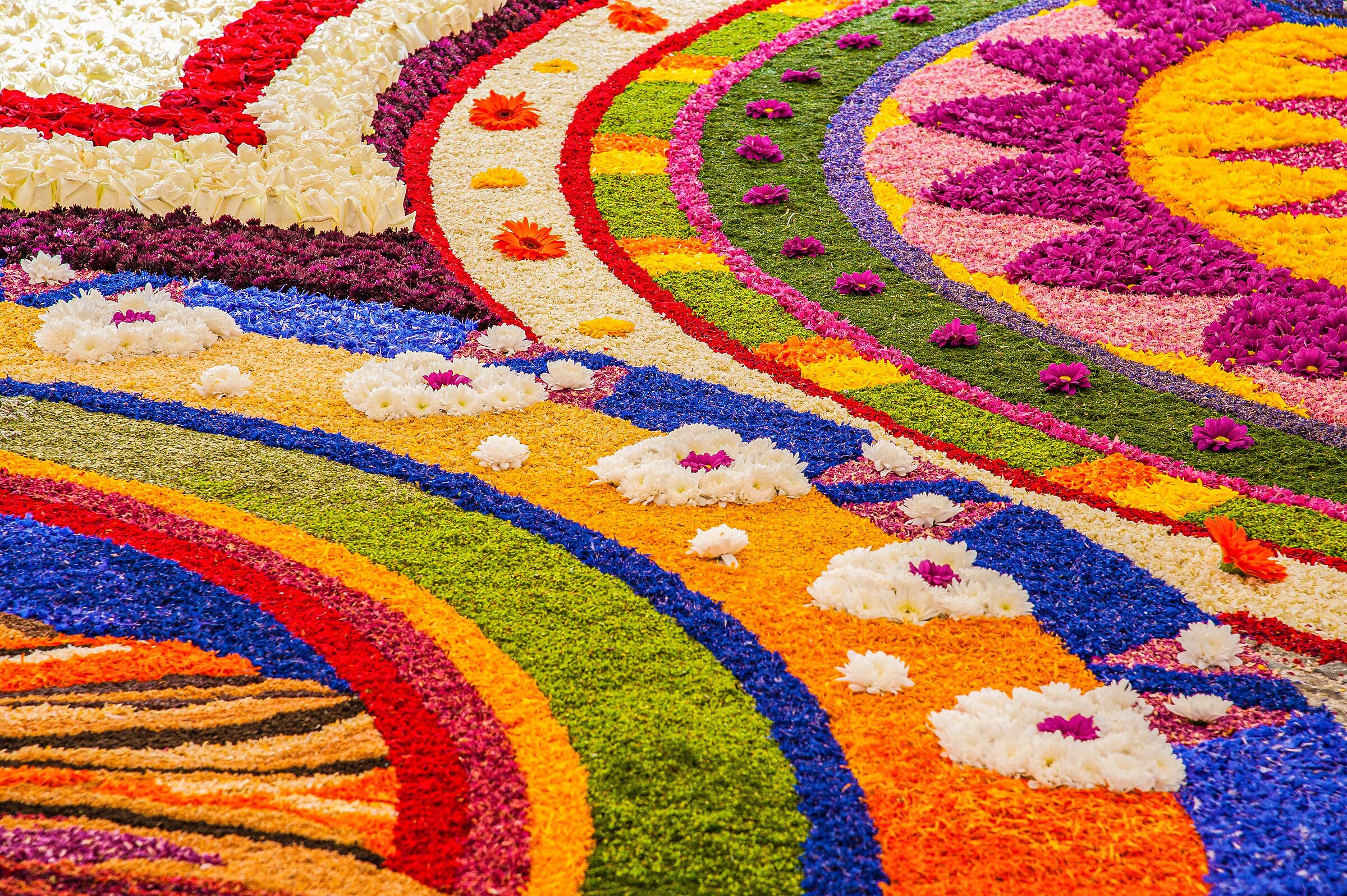 infiorata 12