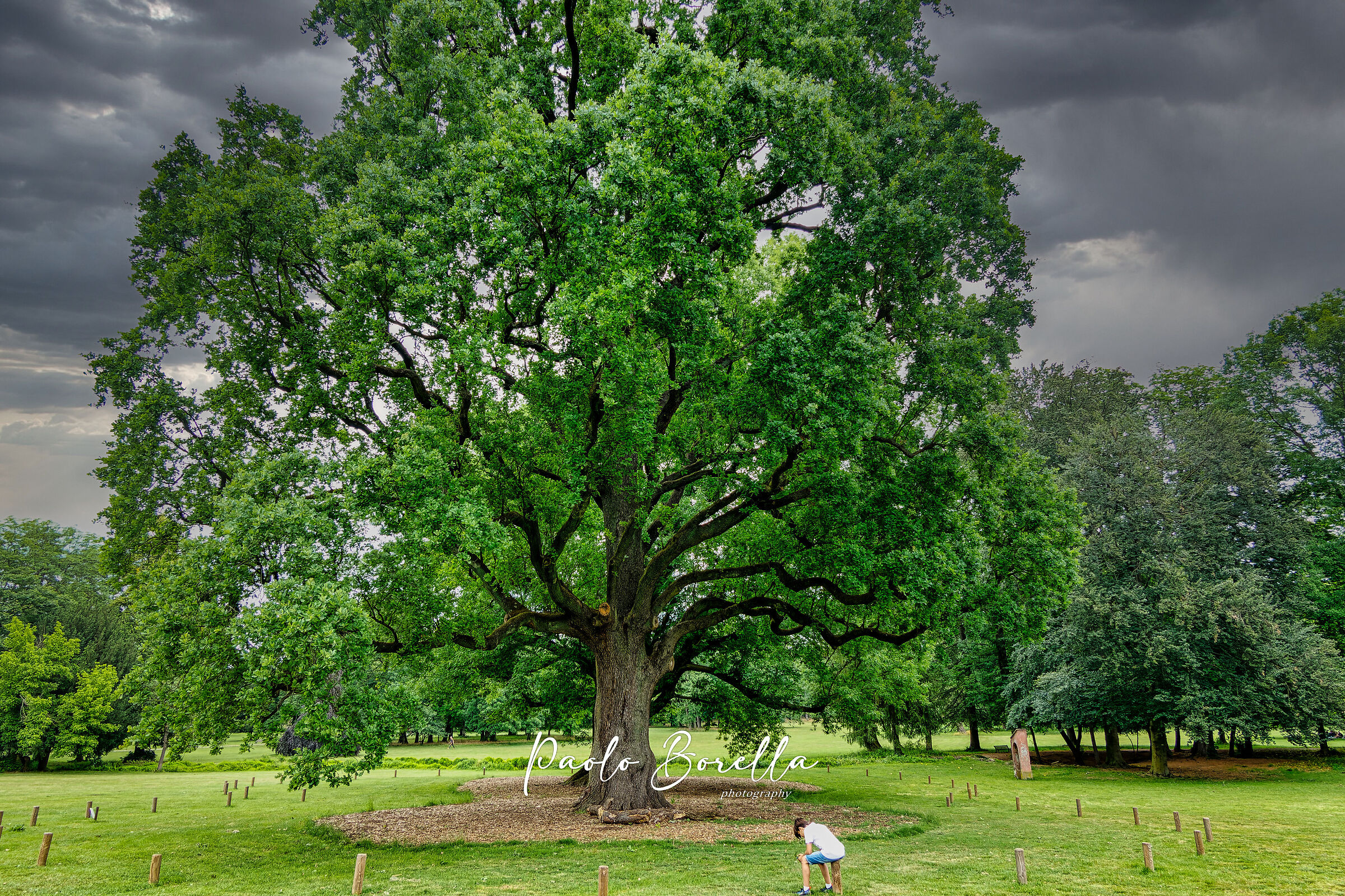 Quercia secolare Parco di Monza