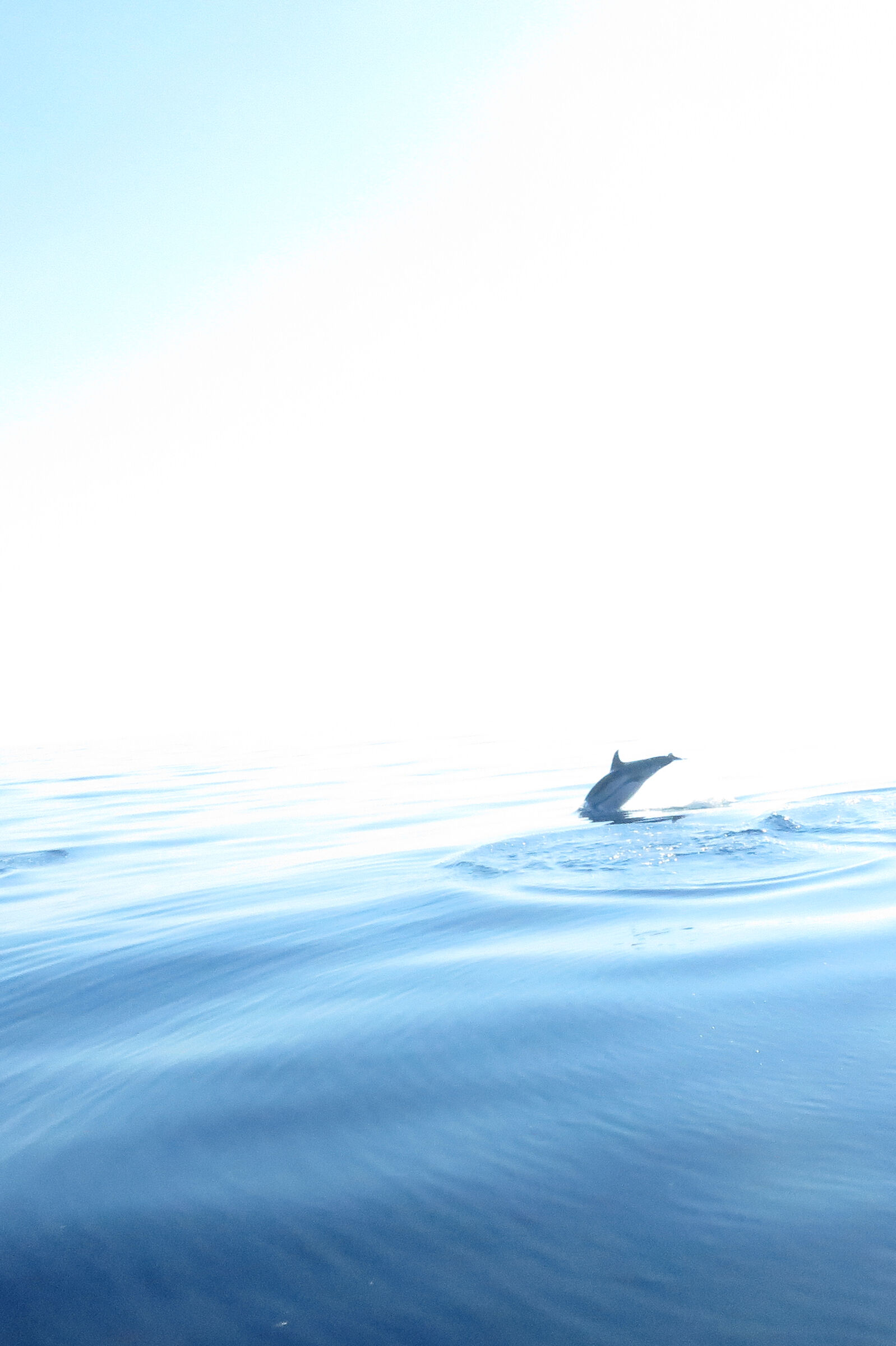 taken on the fly