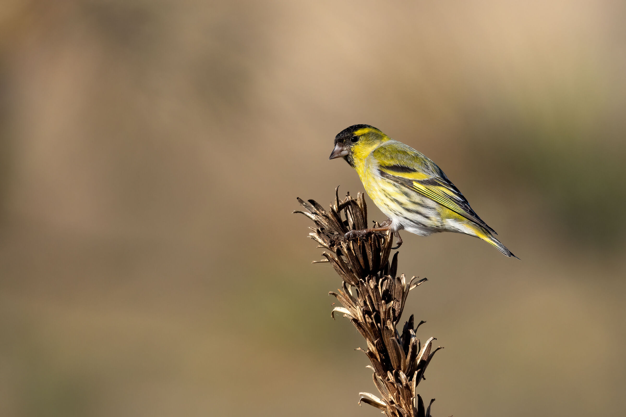 Carduelis spinus