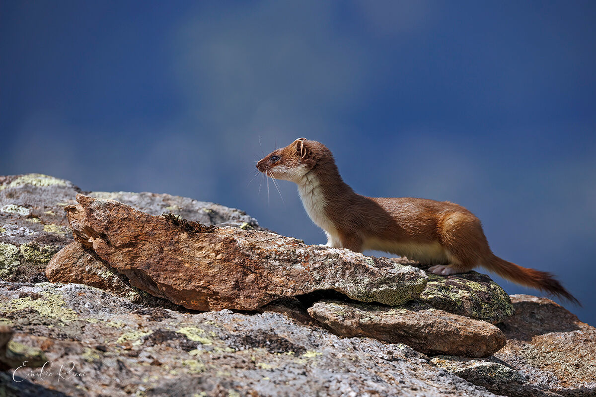 Ermine
