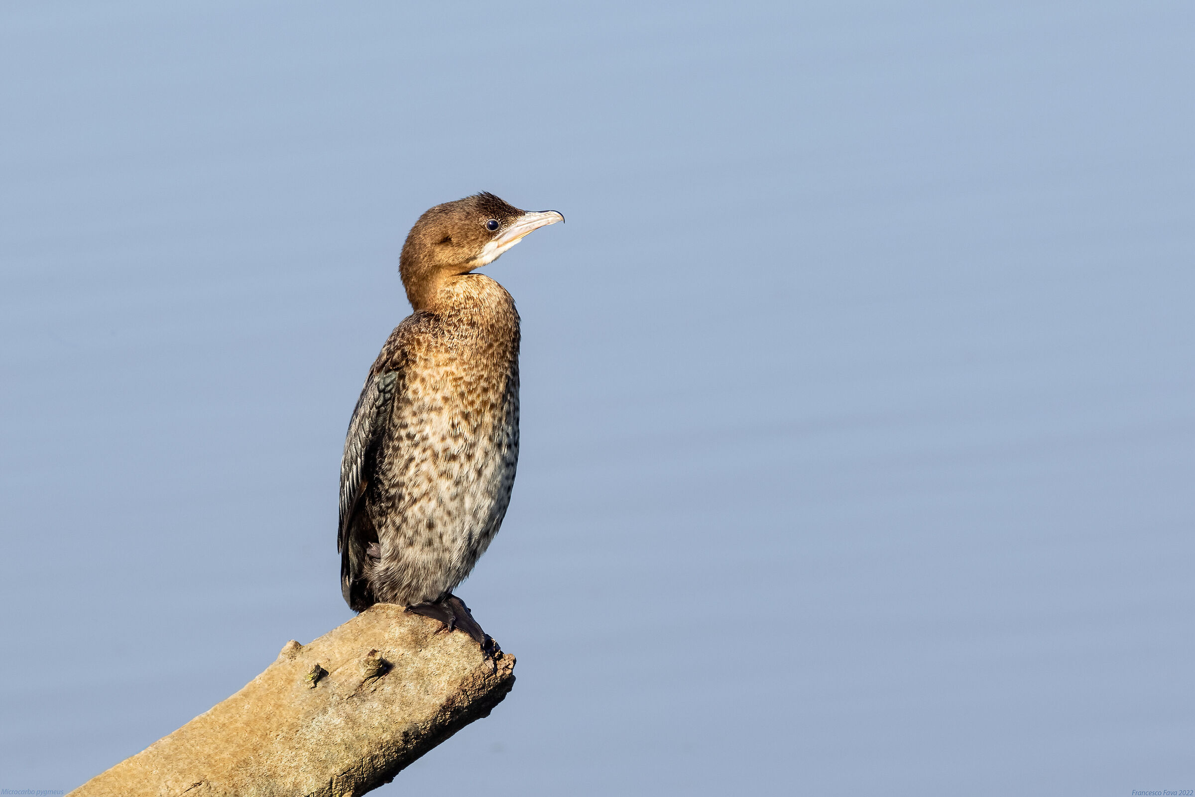 Microcarbo pygmeus