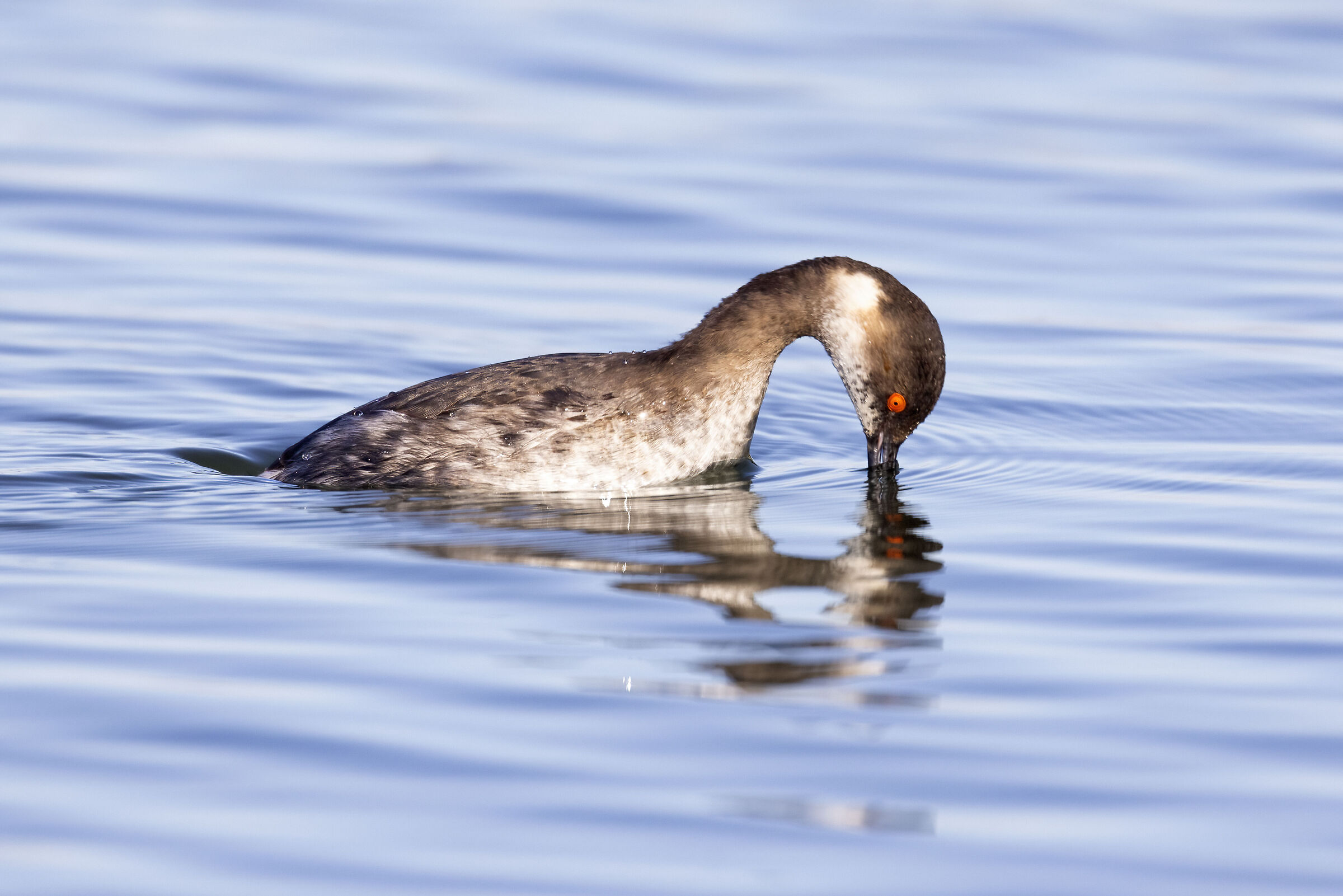 Podiceps nigricollis