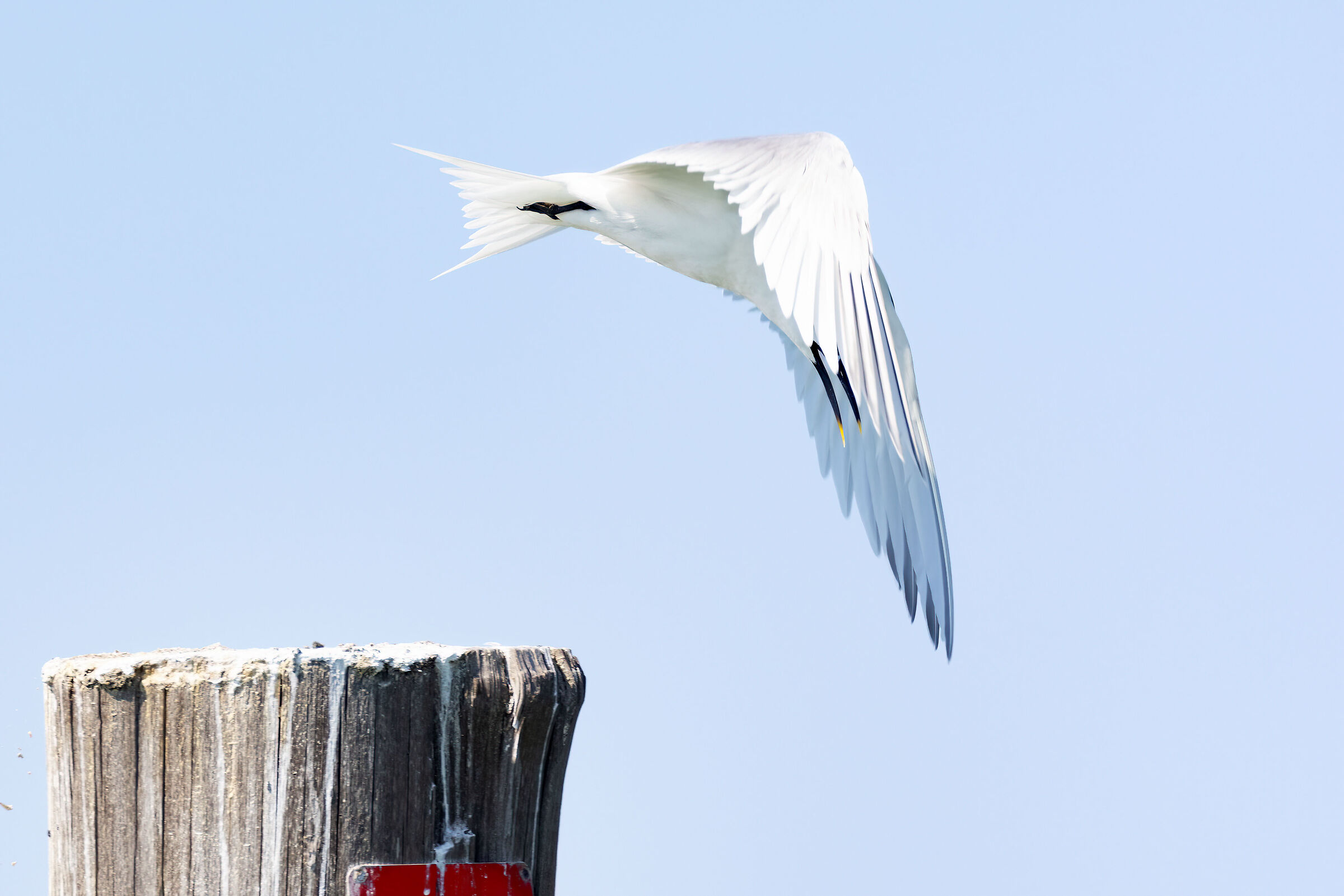 Thalasseus sandvicensis