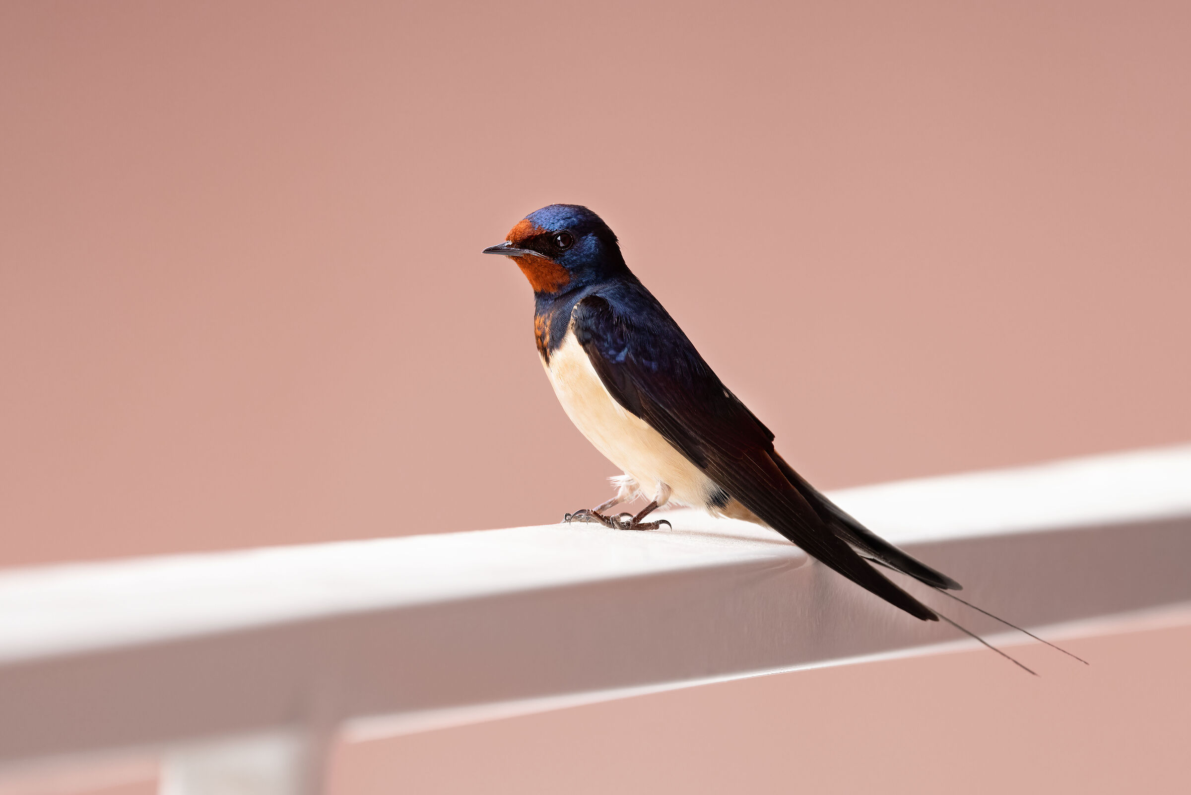 Rustic Hirundo