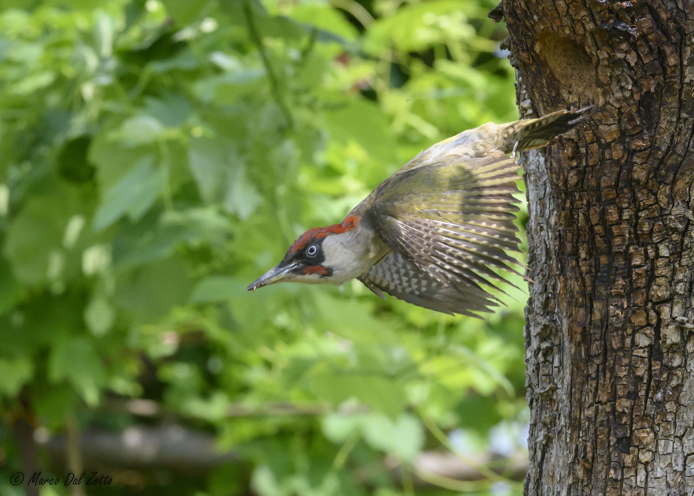 Altro giro alla ricerca di cibo