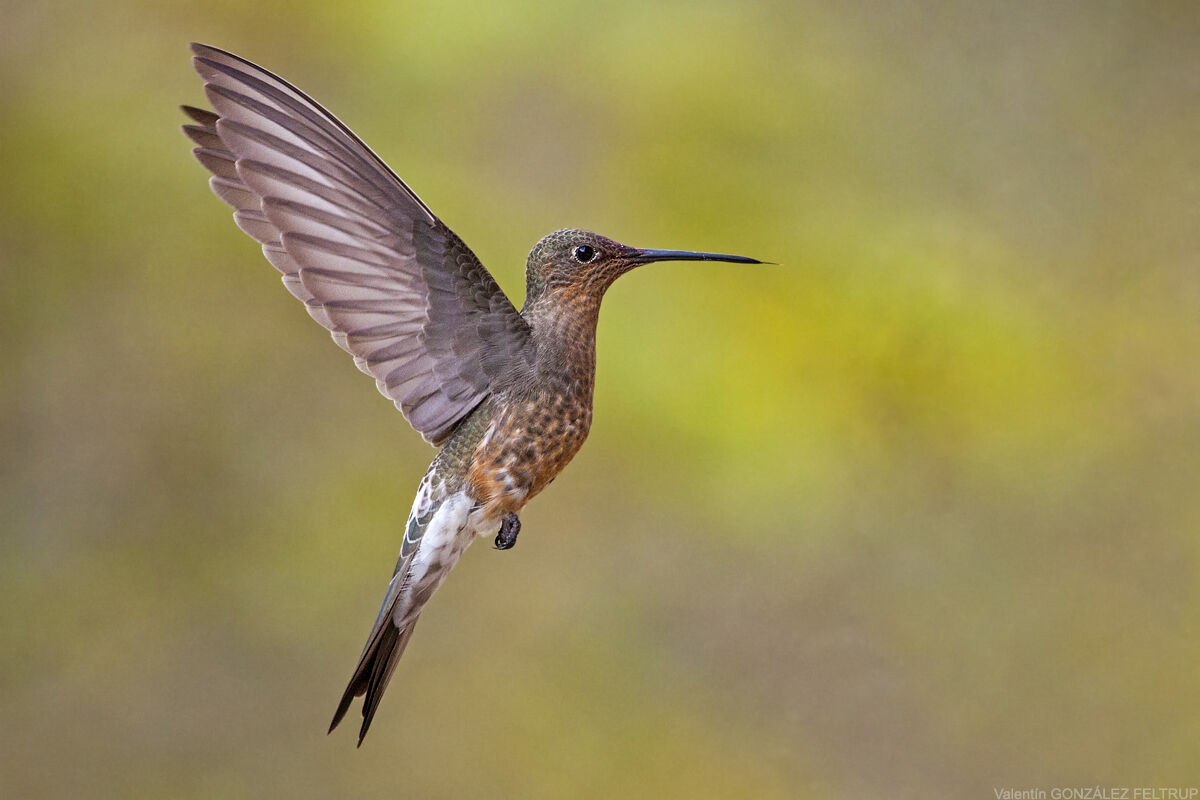 Patagona gigas - Picaflor gigante